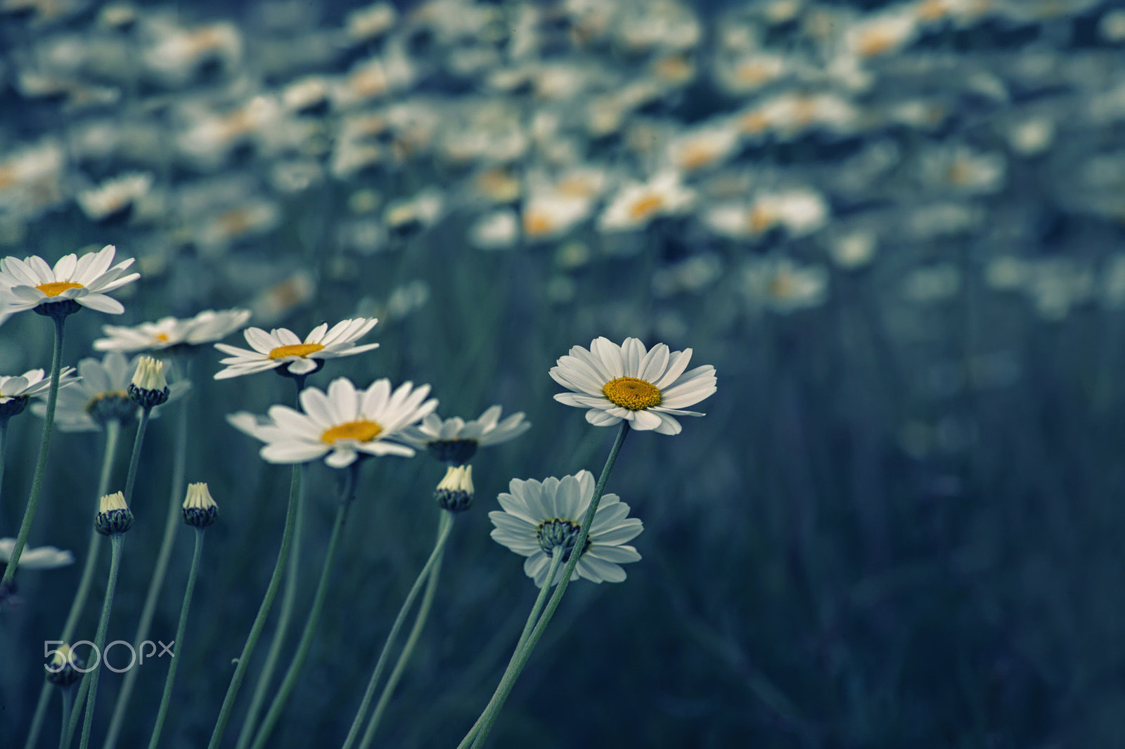 Canon EOS 5D sample photo. Hello photography
