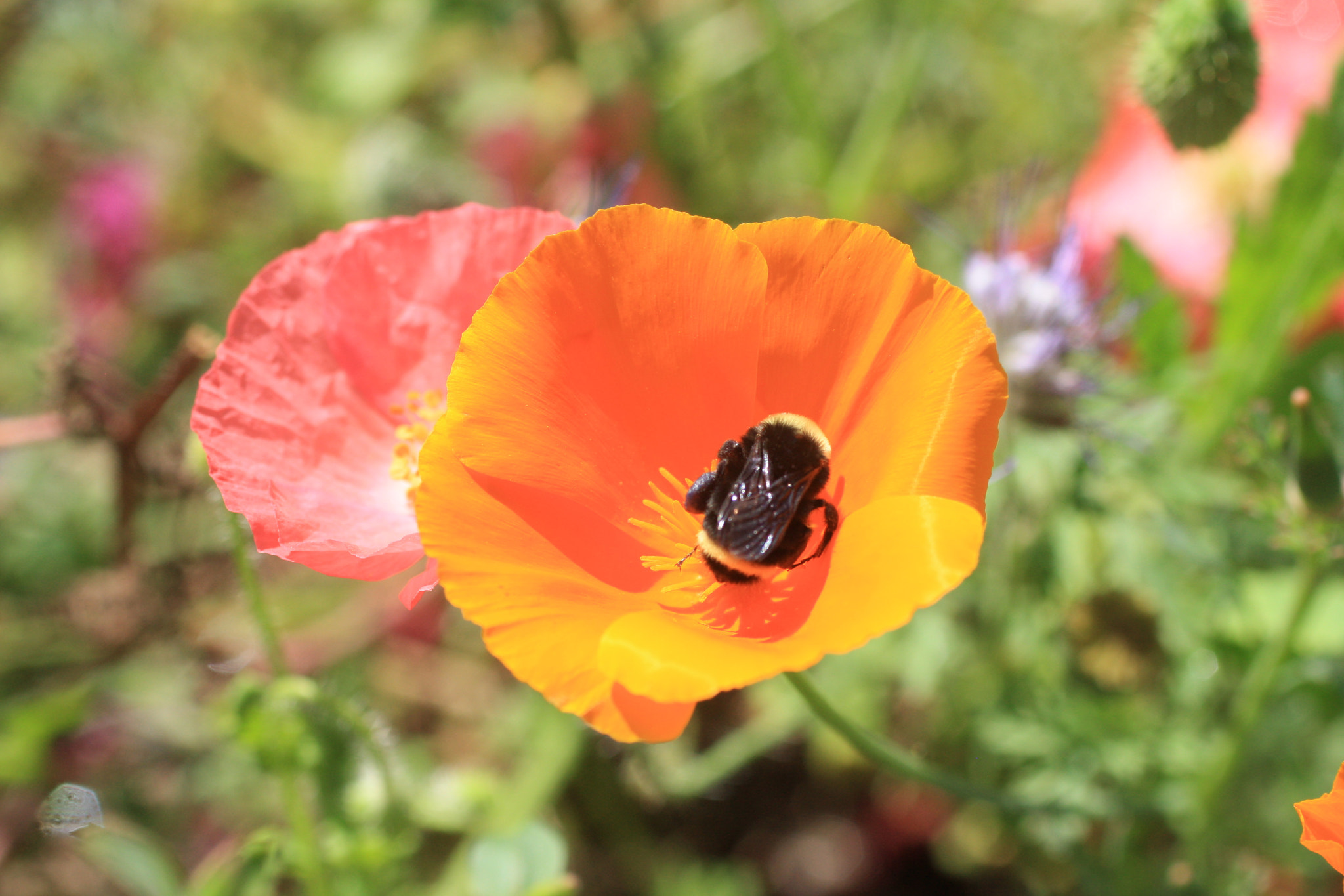 Canon EF 50mm F2.5 Macro sample photo. Gif_oak meadows_july 6 photography