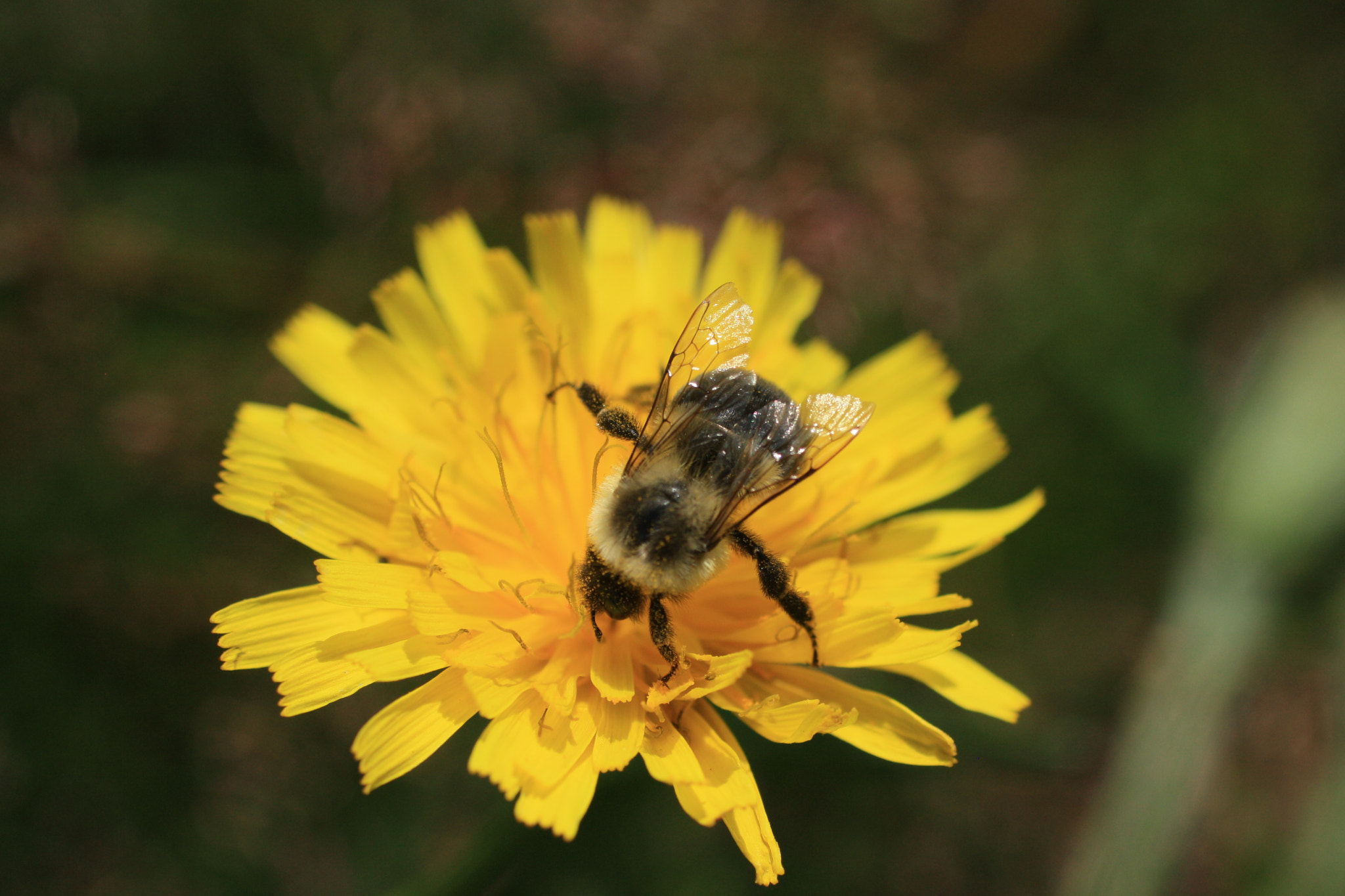 Canon EF 50mm F2.5 Macro sample photo. Gif_oak meadows_july 6 photography