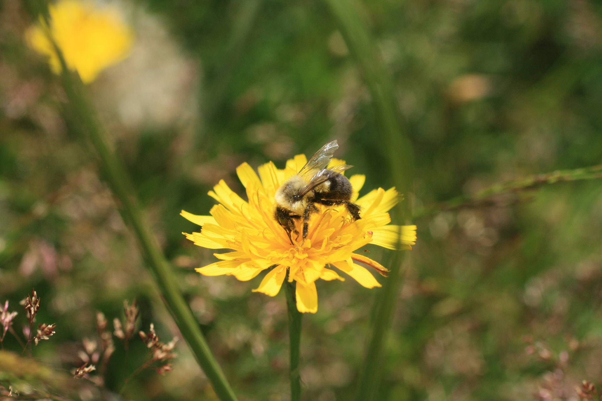Canon EF 50mm F2.5 Macro sample photo. Gif_oak meadows_july 6 photography
