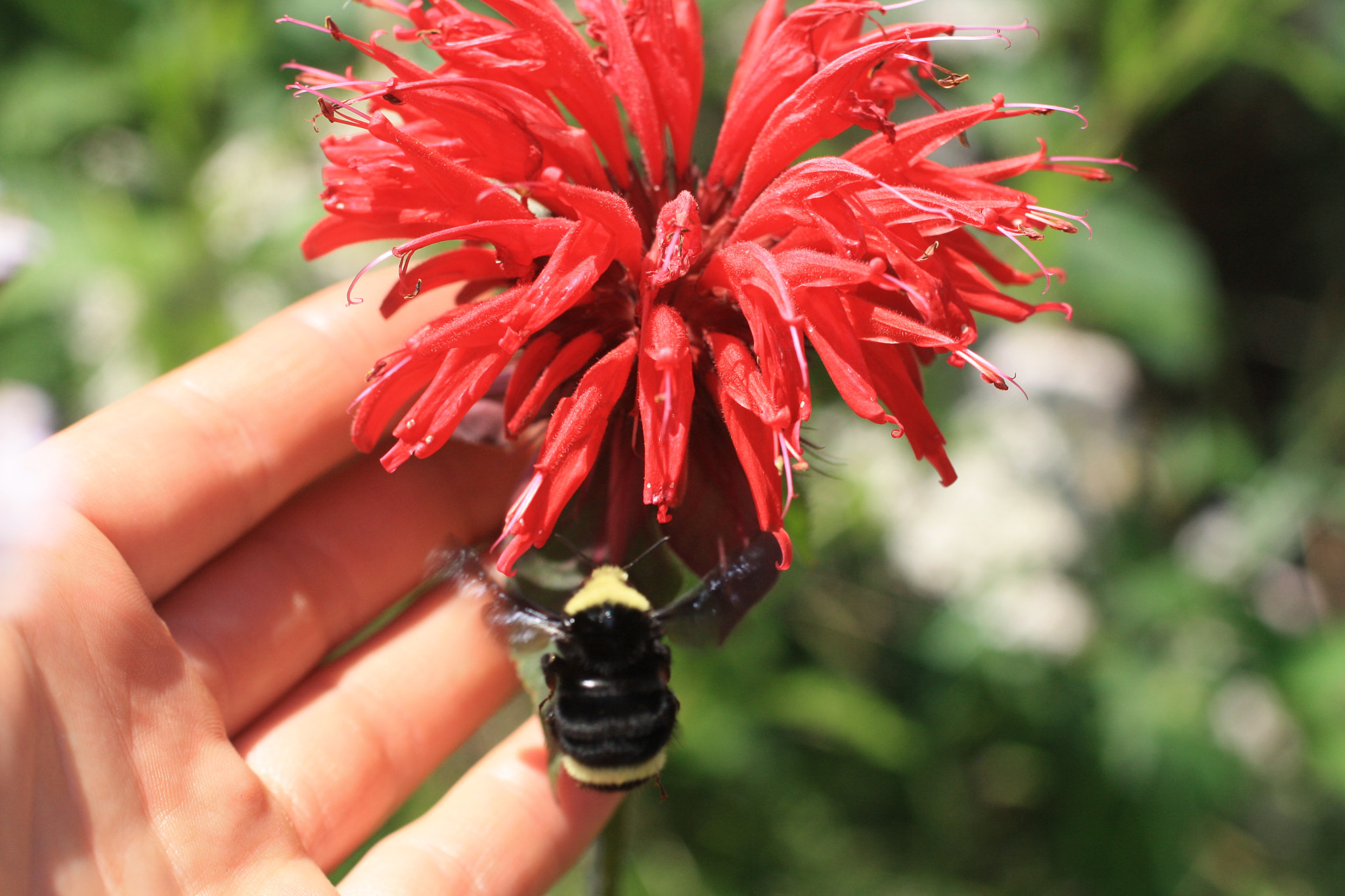 Canon EF 50mm F2.5 Macro sample photo. Gif_oak meadows_july 6 photography