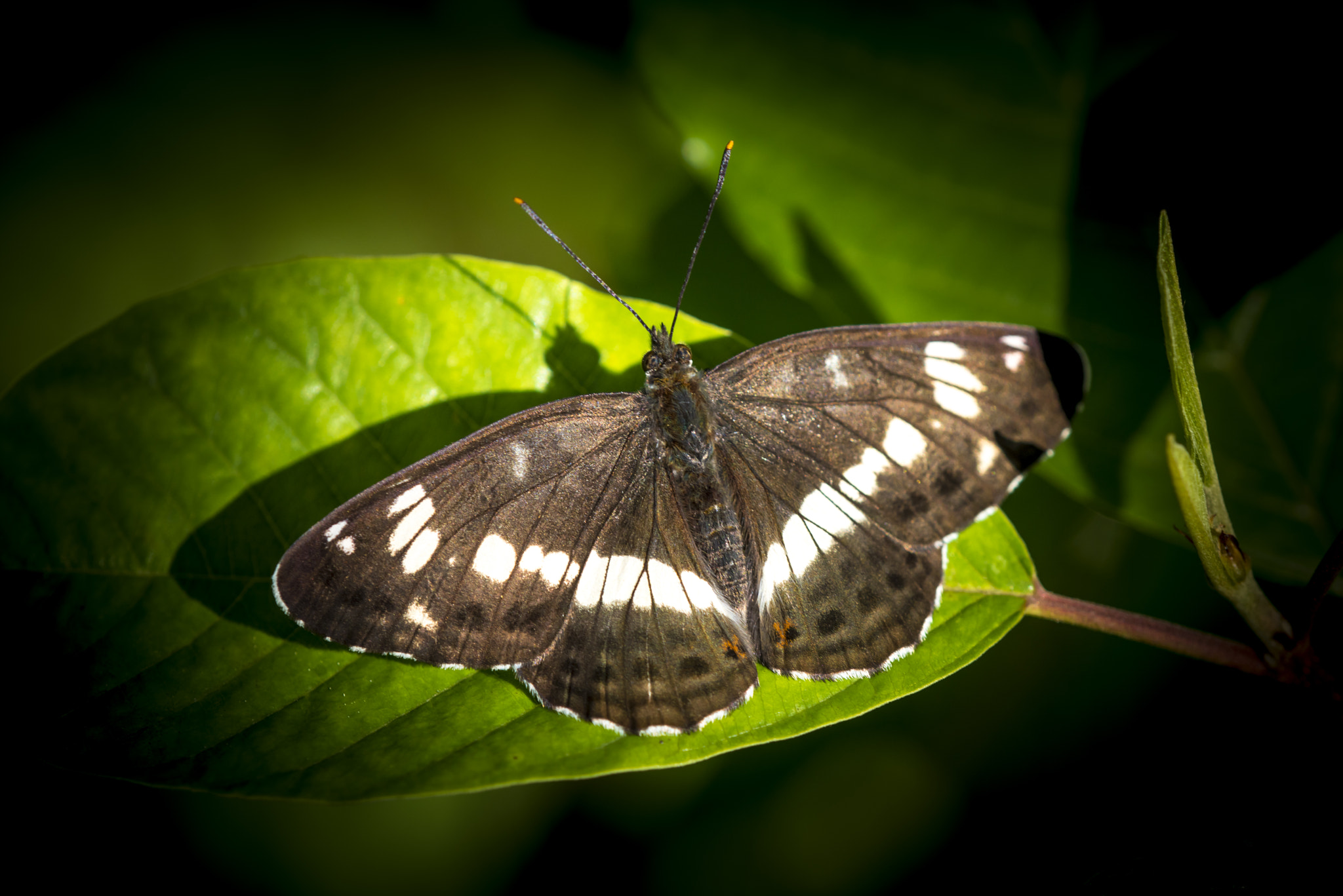 Nikon D810 + Nikon AF Micro-Nikkor 200mm F4D ED-IF sample photo. Butterfly safari photography
