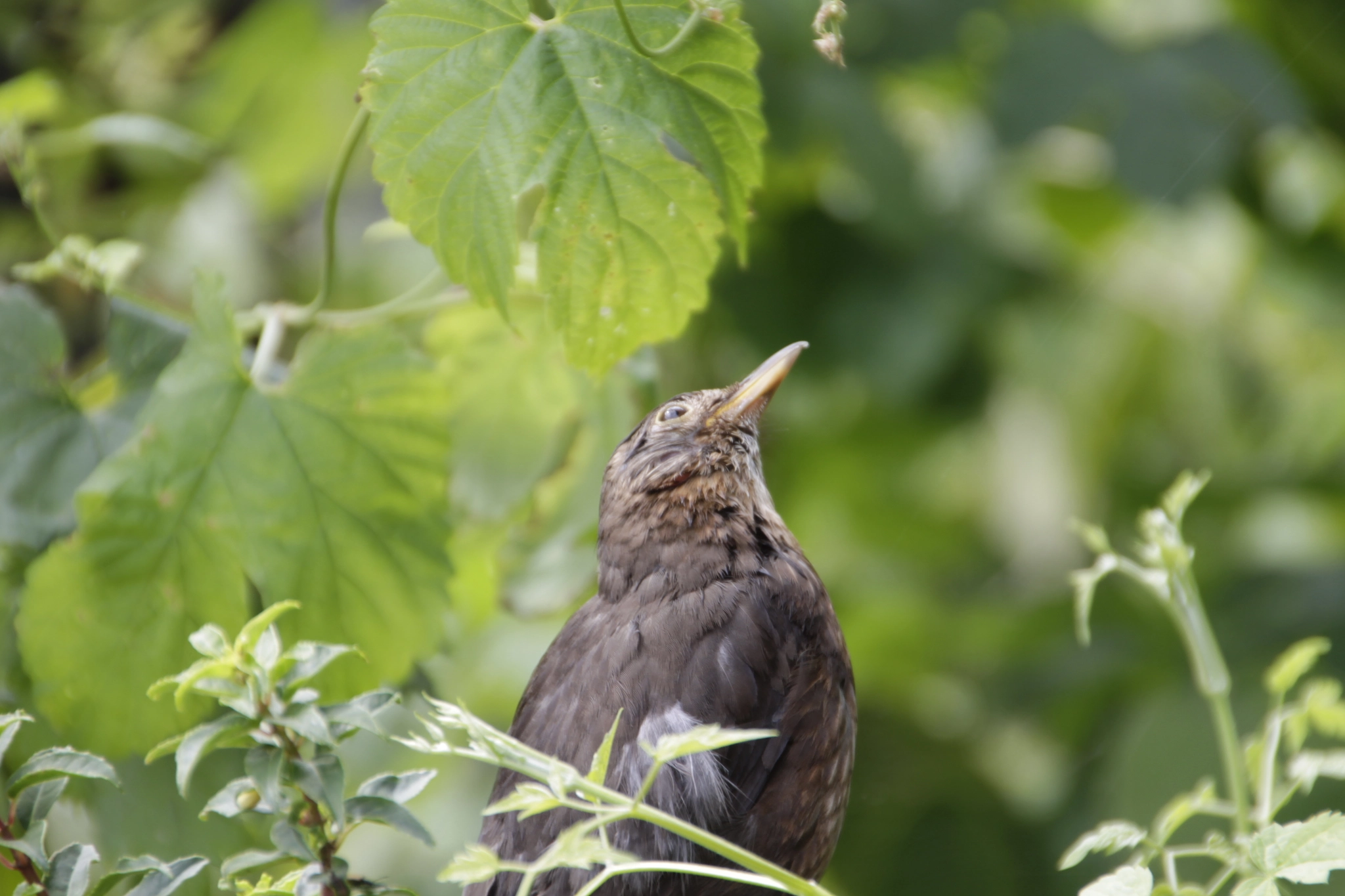 Sigma 18-250mm F3.5-6.3 DC OS HSM sample photo