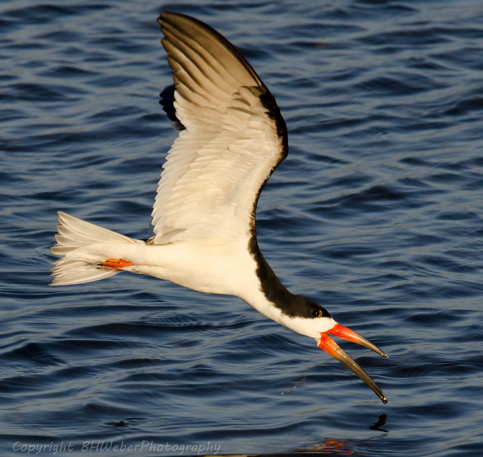 Nikon Nikkor AF-S 300mm F4E PF ED VR sample photo. Juvenile skimmer photography
