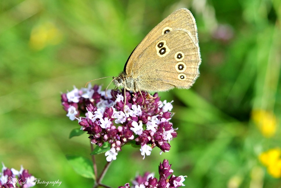 Nikon D3000 sample photo. Aphantopus hyperantus photography