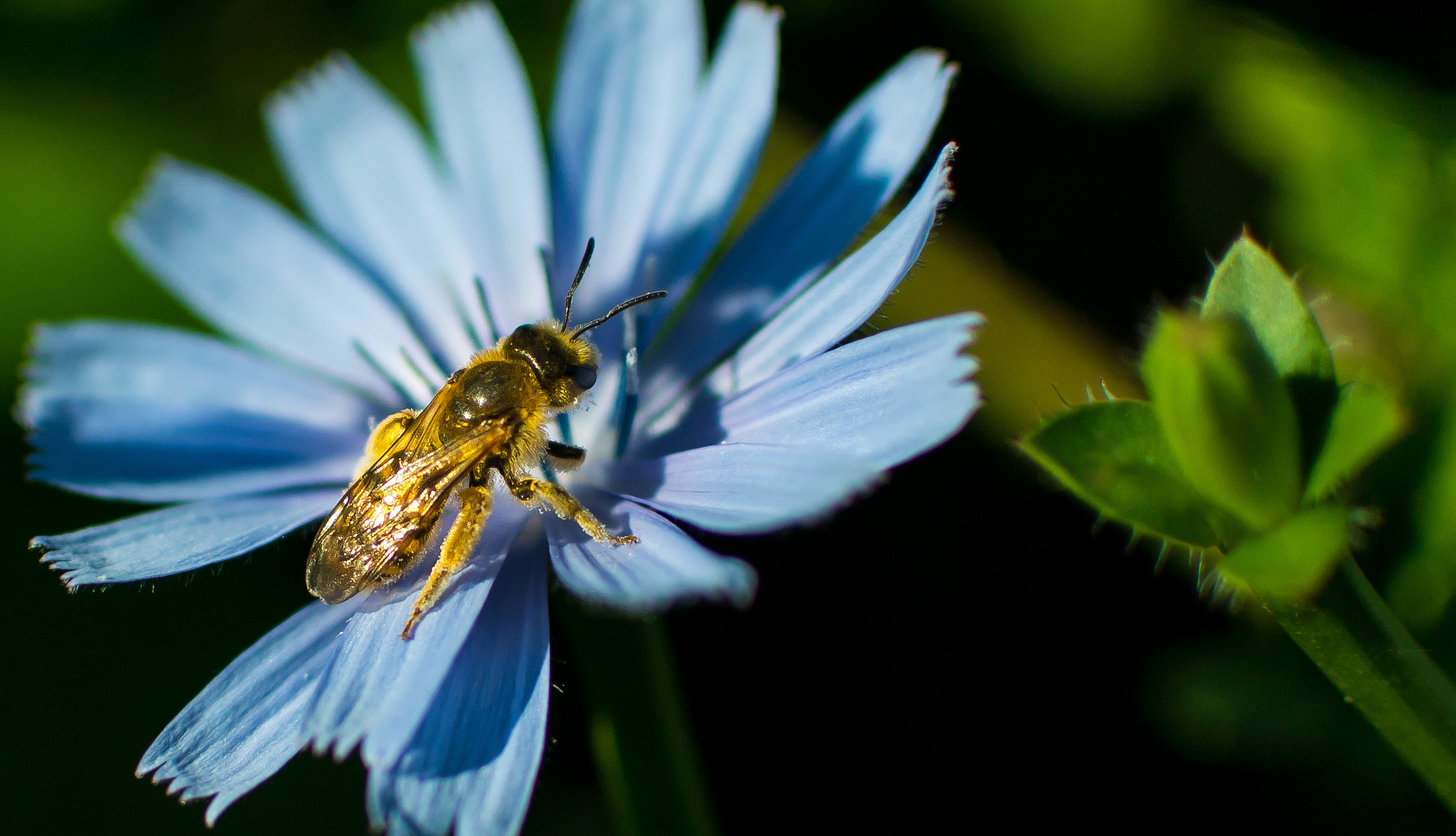 Nikon 1 J1 + Nikon 1 Nikkor 18.5mm F1.8 sample photo. Bee on flower photography