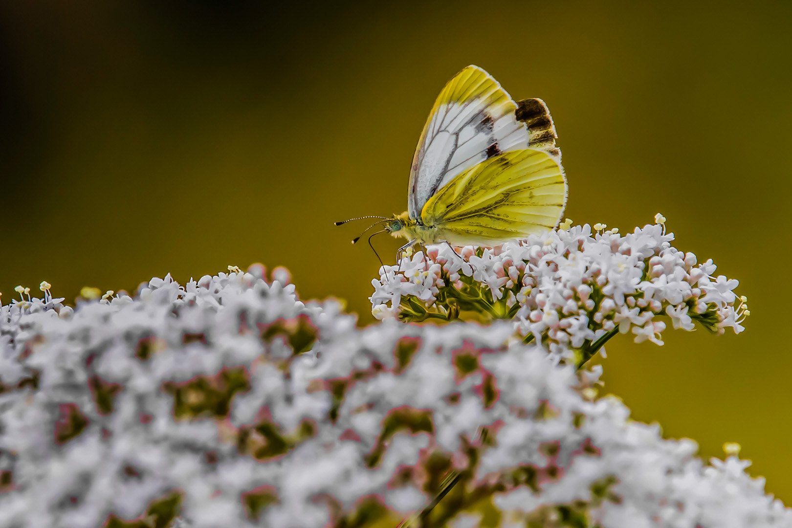 Canon EOS-1D X Mark II sample photo. ... summertime! photography