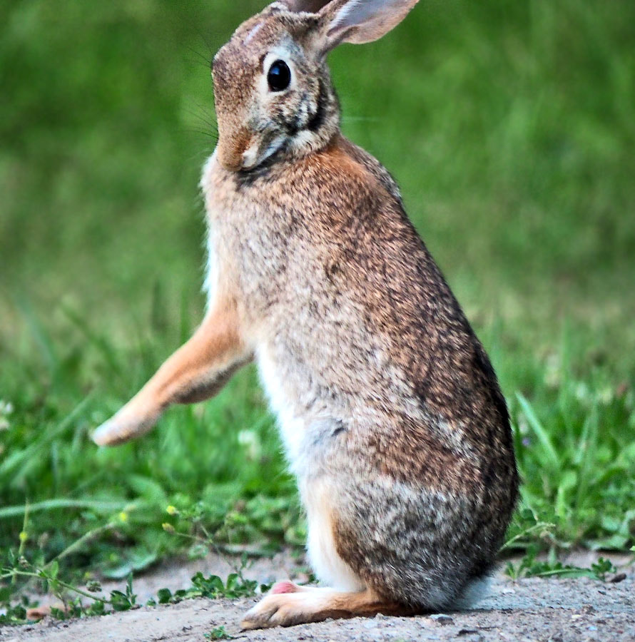 Panasonic Lumix G Vario 45-200mm F4-5.6 OIS sample photo. Am i kangaroo ? photography