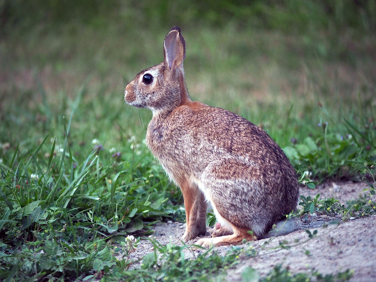Panasonic Lumix G Vario 45-200mm F4-5.6 OIS sample photo. I'm watching you photography