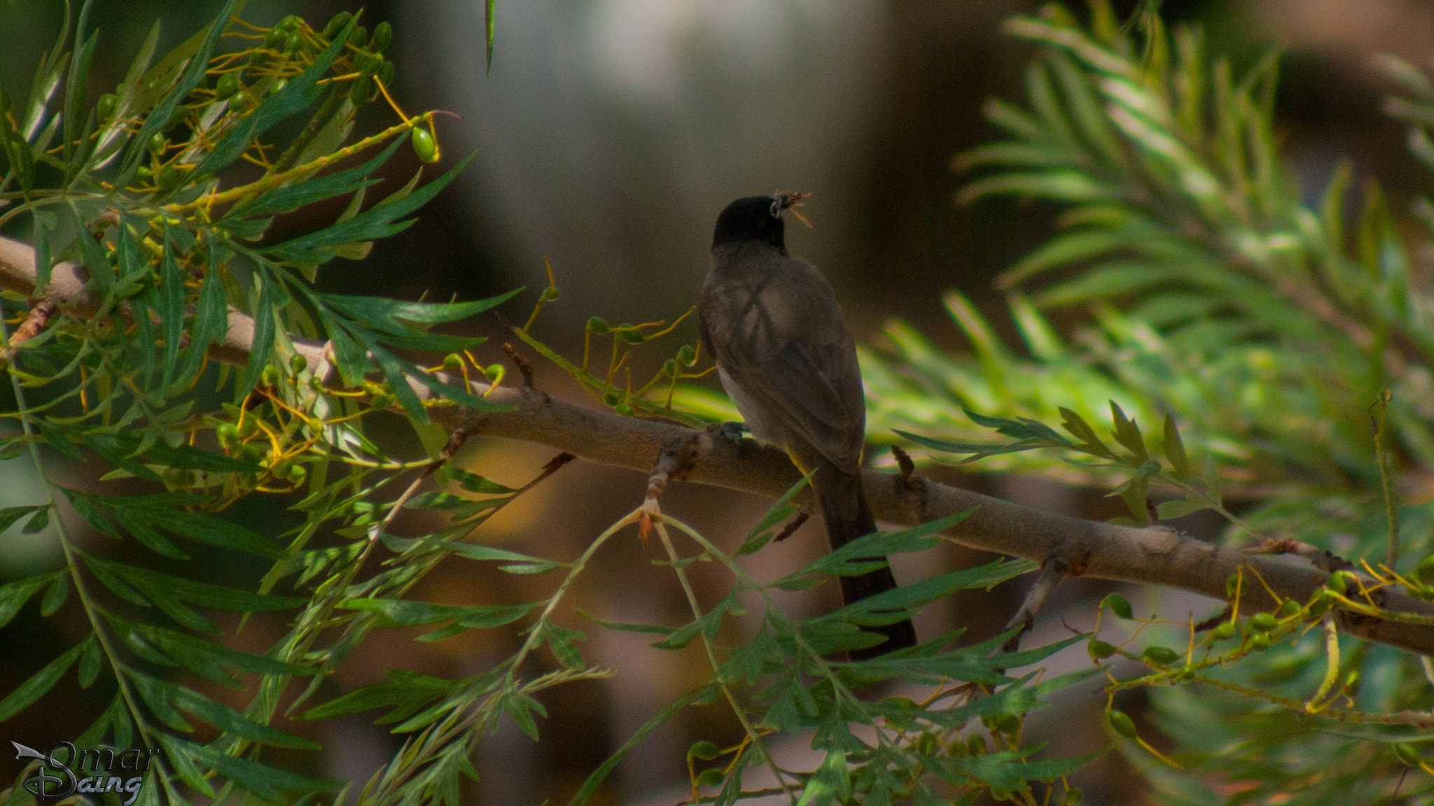 smc PENTAX-FA 80-320mm F4.5-5.6 sample photo. White-spectacled bulbul pycnonotus xanthopygos - arap bülbülü-4 photography