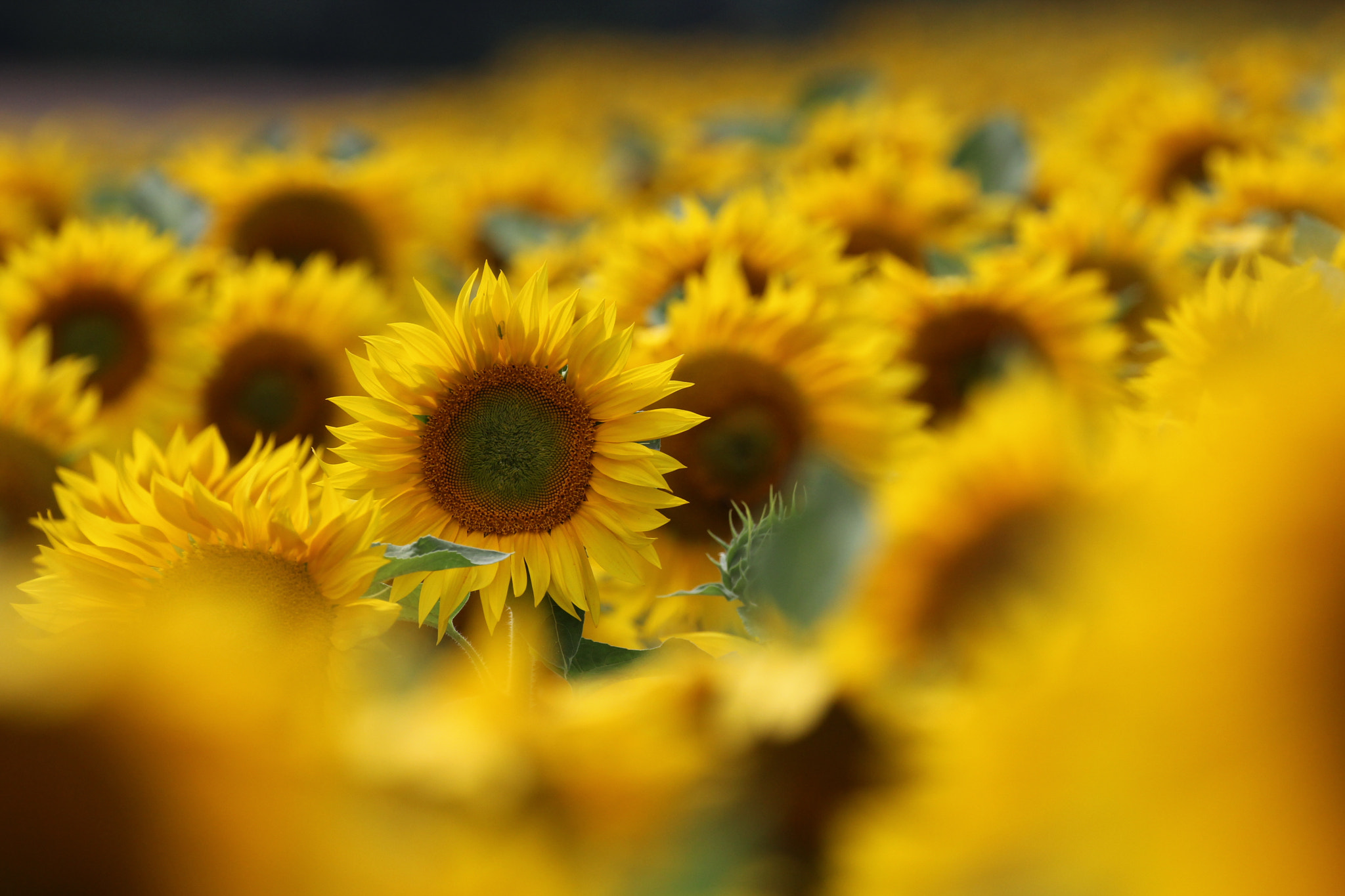 Canon EOS 60D + Canon EF 100-400mm F4.5-5.6L IS II USM sample photo. Sunflower photography