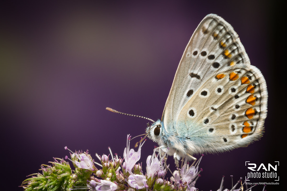 Nikon AF-S Micro-Nikkor 60mm F2.8G ED sample photo. Butterfly on a mint flower photography