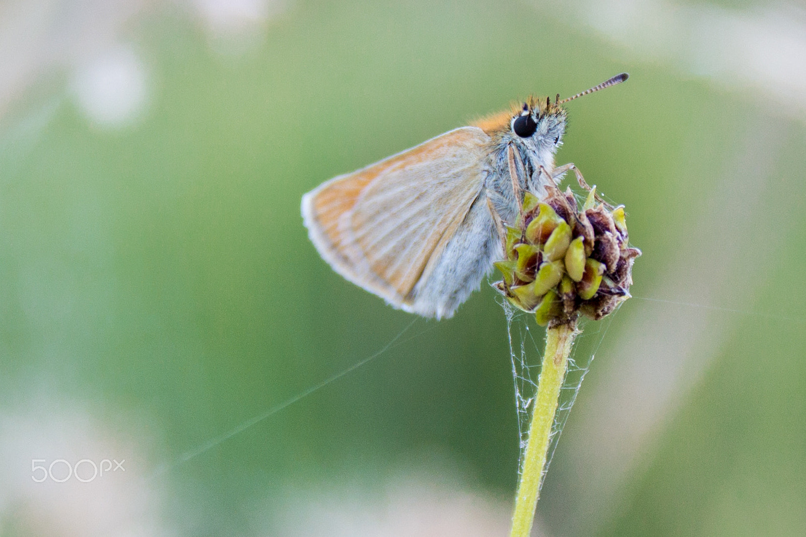 Sigma 17-70mm F2.8-4 DC Macro OS HSM sample photo. Butterfly princess photography