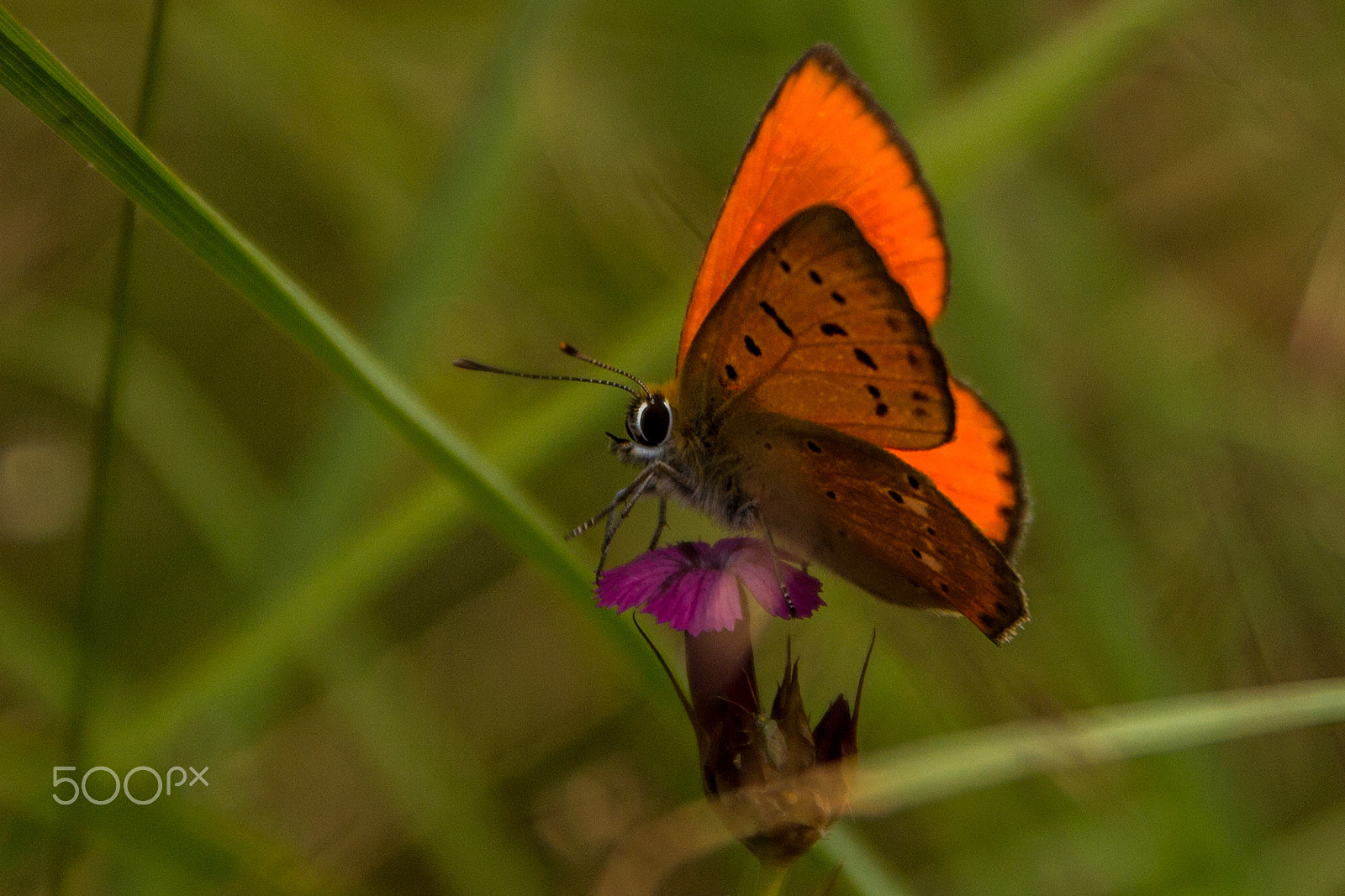 Sigma 17-70mm F2.8-4 DC Macro OS HSM sample photo. Butterfly beauty photography