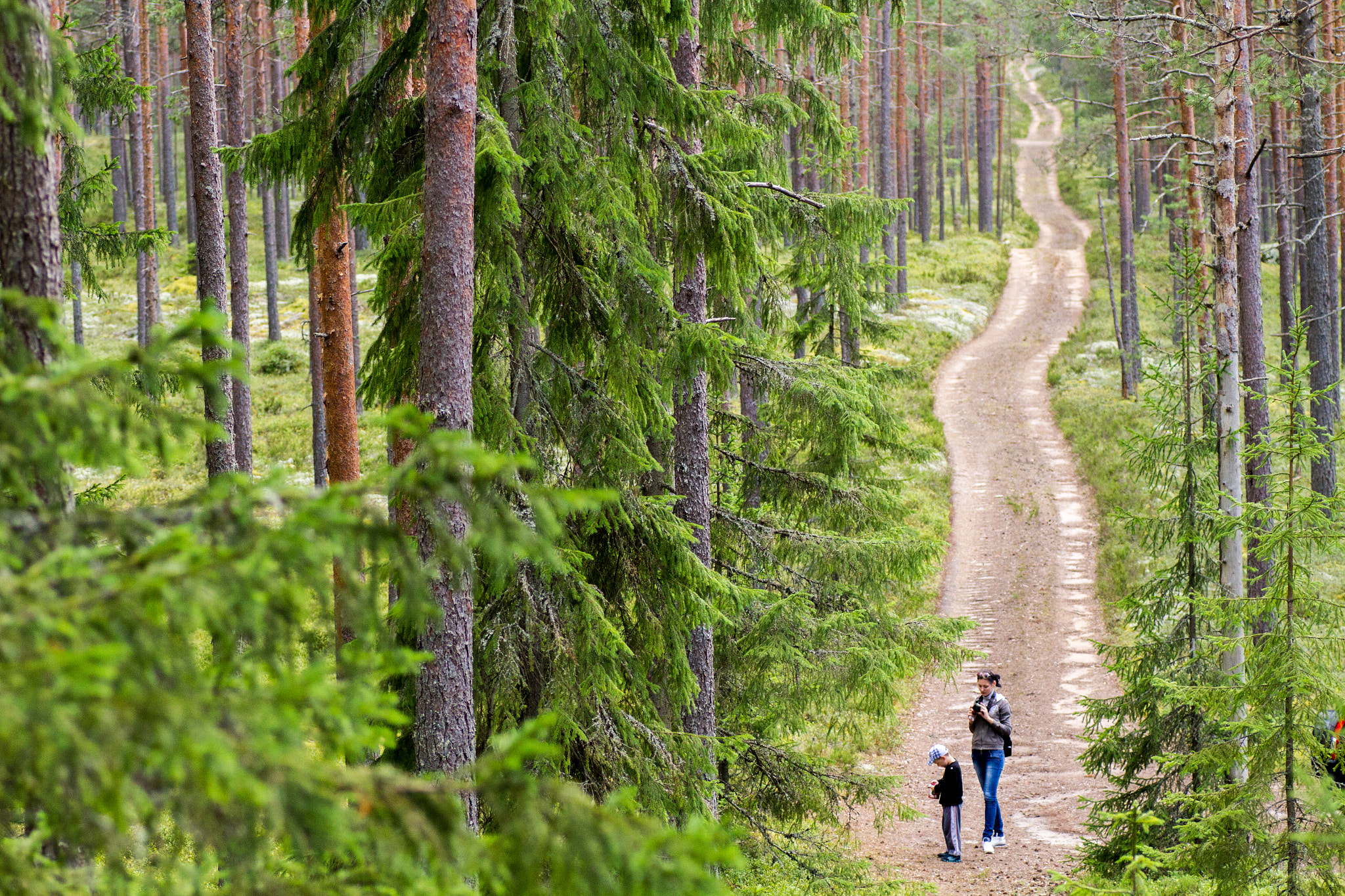 Canon EOS 7D + Tamron SP AF 90mm F2.8 Di Macro sample photo. Walk in the woods photography