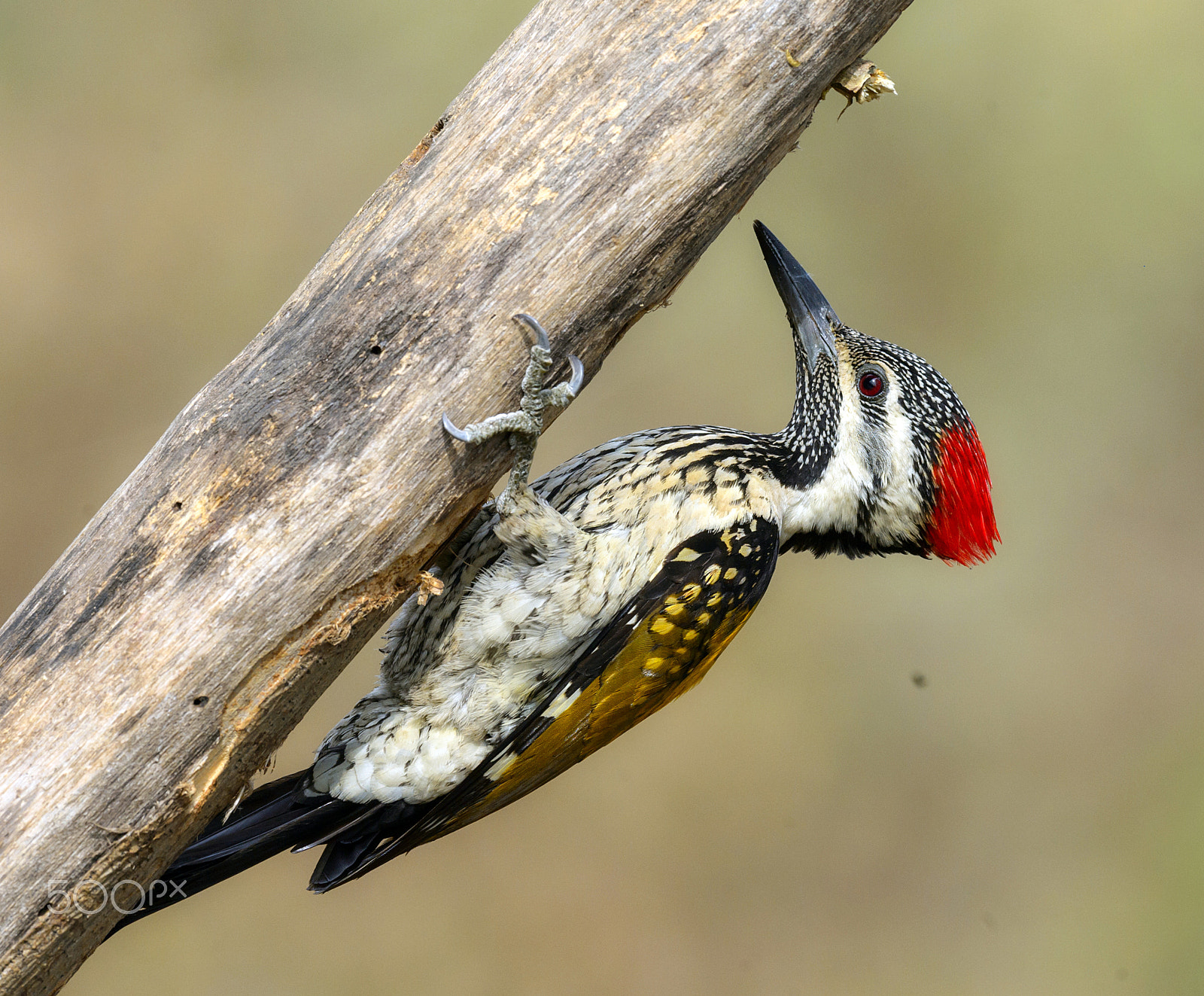 Nikon AF-S Nikkor 600mm F4E FL ED VR sample photo. Flame back wood pecker photography