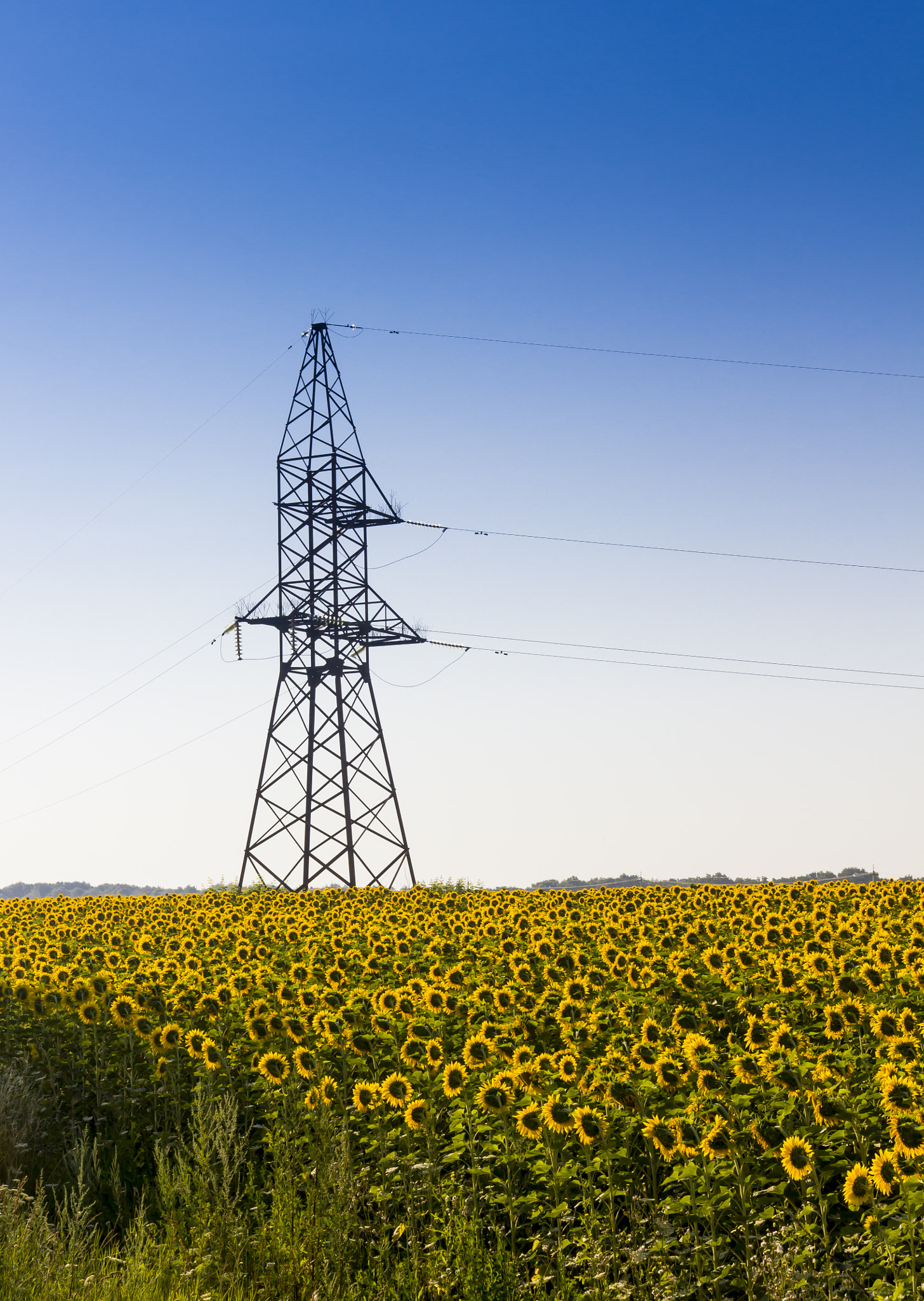 Sigma 18-35mm f/1.8 DC HSM sample photo. Sunflowers and technology photography