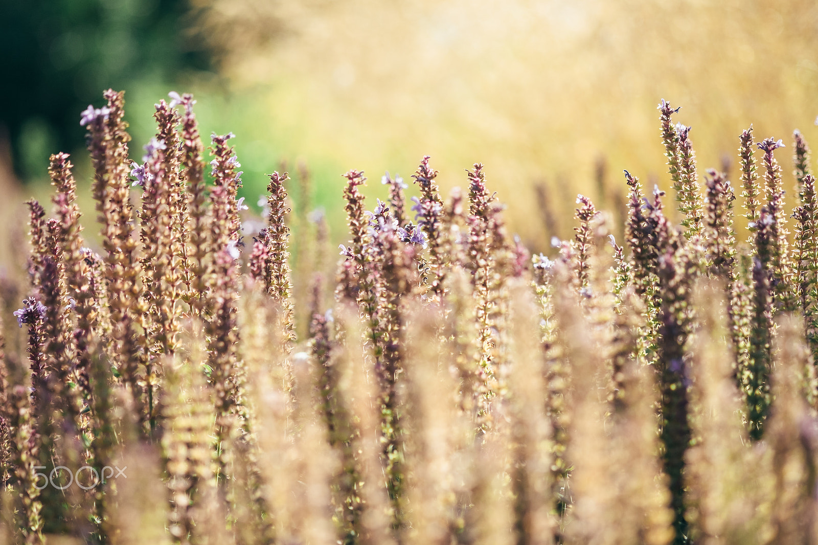 Fujifilm X-E2 + Fujifilm XF 60mm F2.4 R Macro sample photo. Beautiful purple flowers and dry gold oats in meadow with soft focus, summer nature background photography