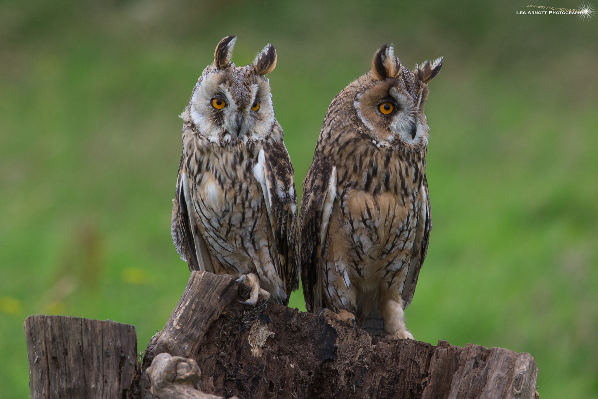 Canon EF 70-200mm F2.8L USM sample photo. Long-eared owls photography
