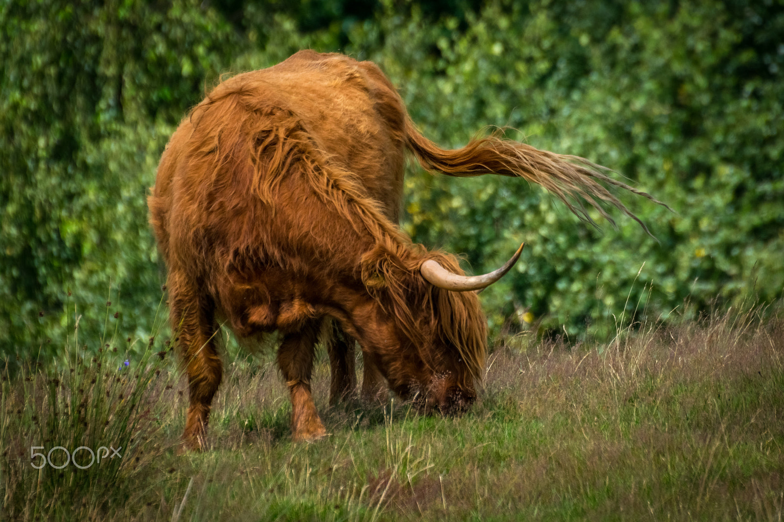 Sigma 50-500mm F4.5-6.3 DG OS HSM sample photo. Grazing highlander photography