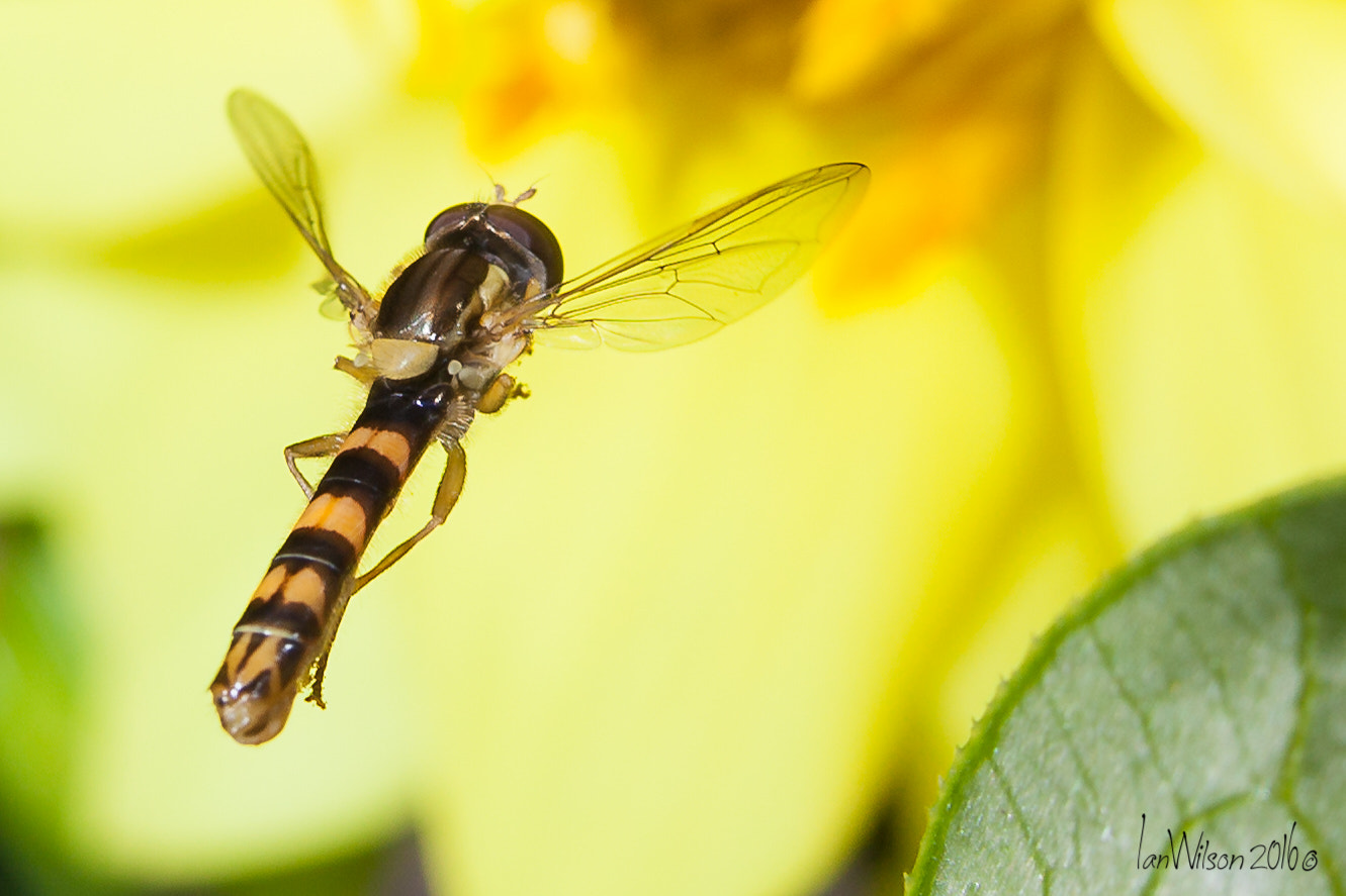 Sigma 105mm F2.8 EX DG OS HSM sample photo. Small hover fly action tonight photography