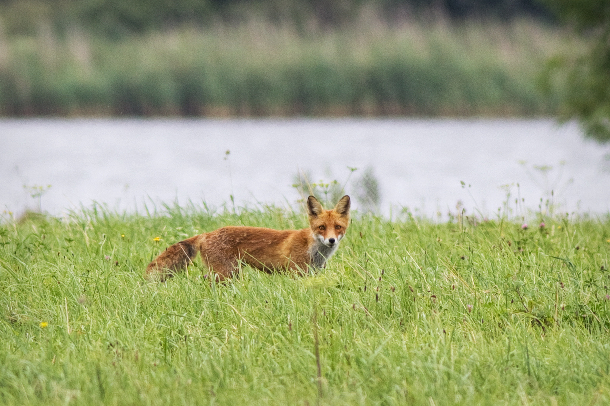Canon EOS 550D (EOS Rebel T2i / EOS Kiss X4) + Canon EF 300mm F4L IS USM sample photo. Fox passing by on the way to hunt. photography