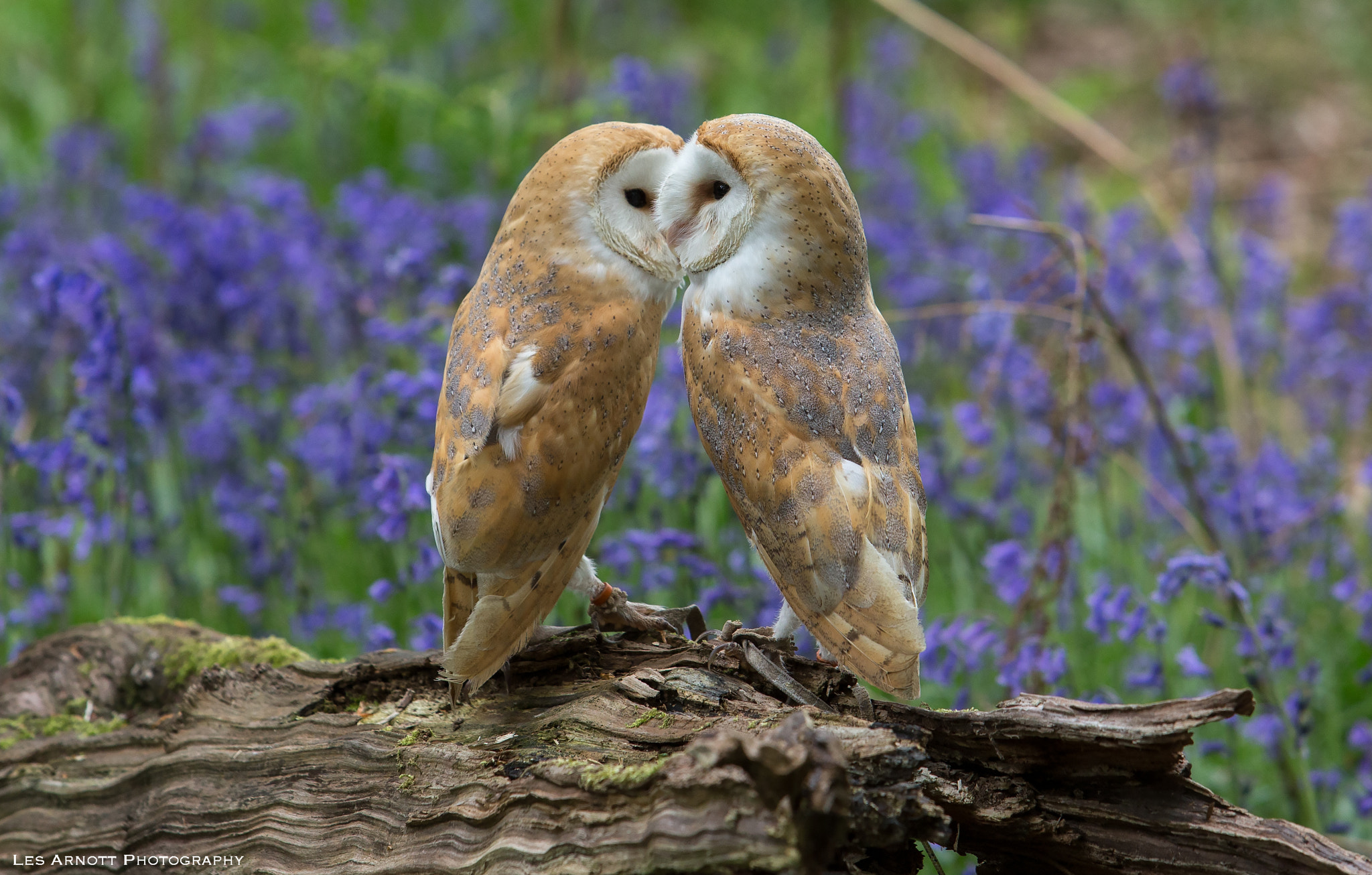 Canon EF 70-200mm F2.8L USM sample photo. Barn owl love photography