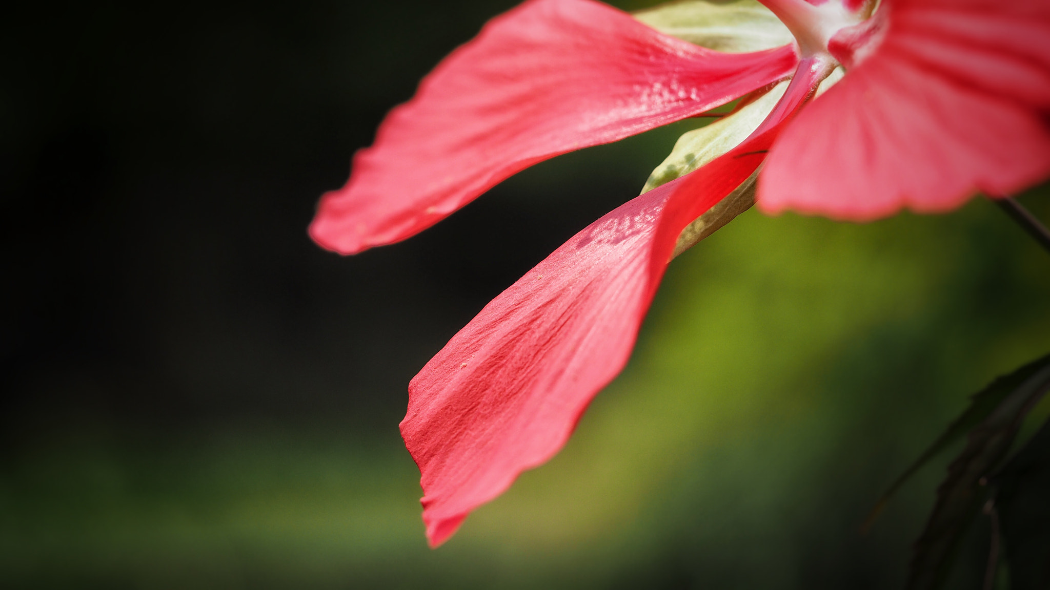 Olympus PEN E-PL7 sample photo. Scarlet rose mallow photography