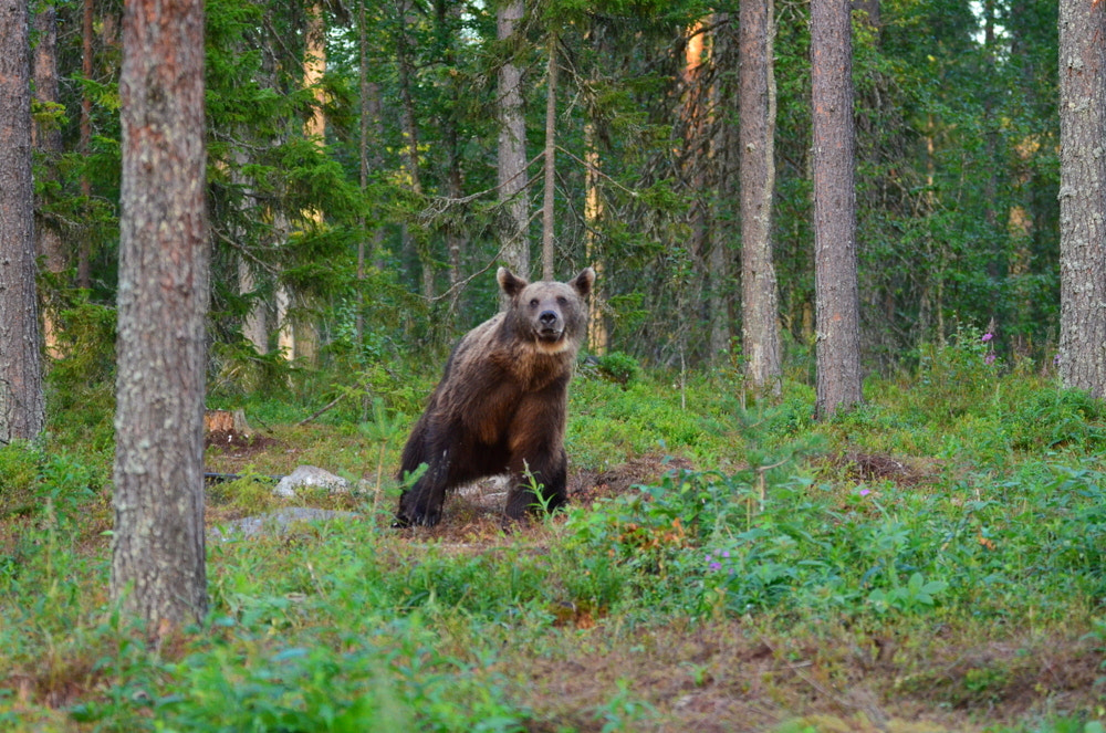 Nikon D5100 + Tamron SP 150-600mm F5-6.3 Di VC USD sample photo. Animals  photography