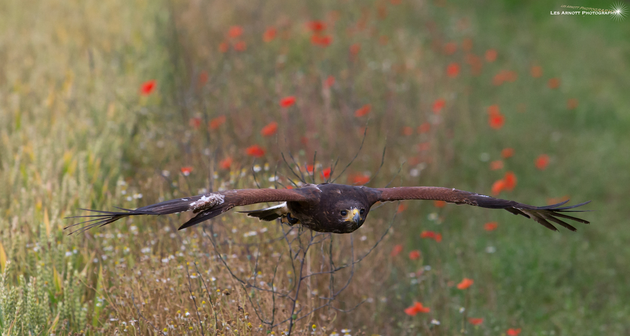 Canon EF 70-200mm F2.8L USM sample photo. Harris hawk photography