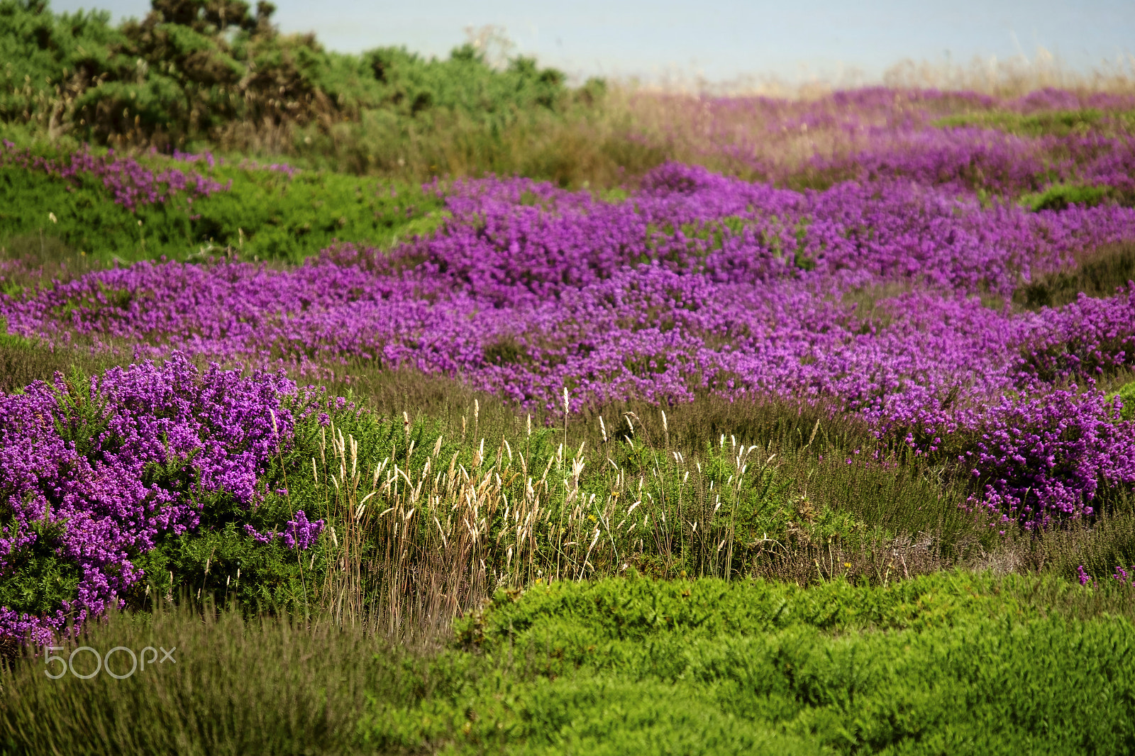 Fujifilm X-E1 + Fujifilm XF 18-135mm F3.5-5.6 R LM OIS WR sample photo. Bell heather dunwich heath photography