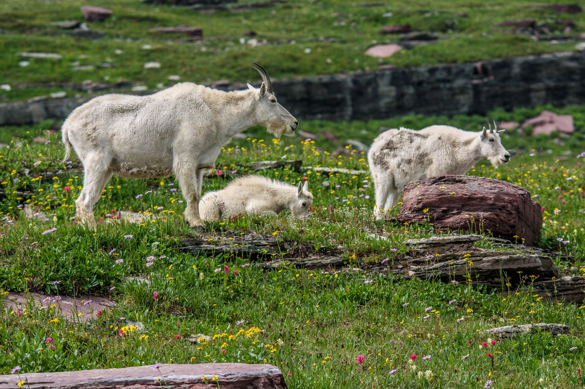 Sigma 150-500mm F5-6.3 DG OS HSM sample photo. Mountain goat family in alpine meadow photography