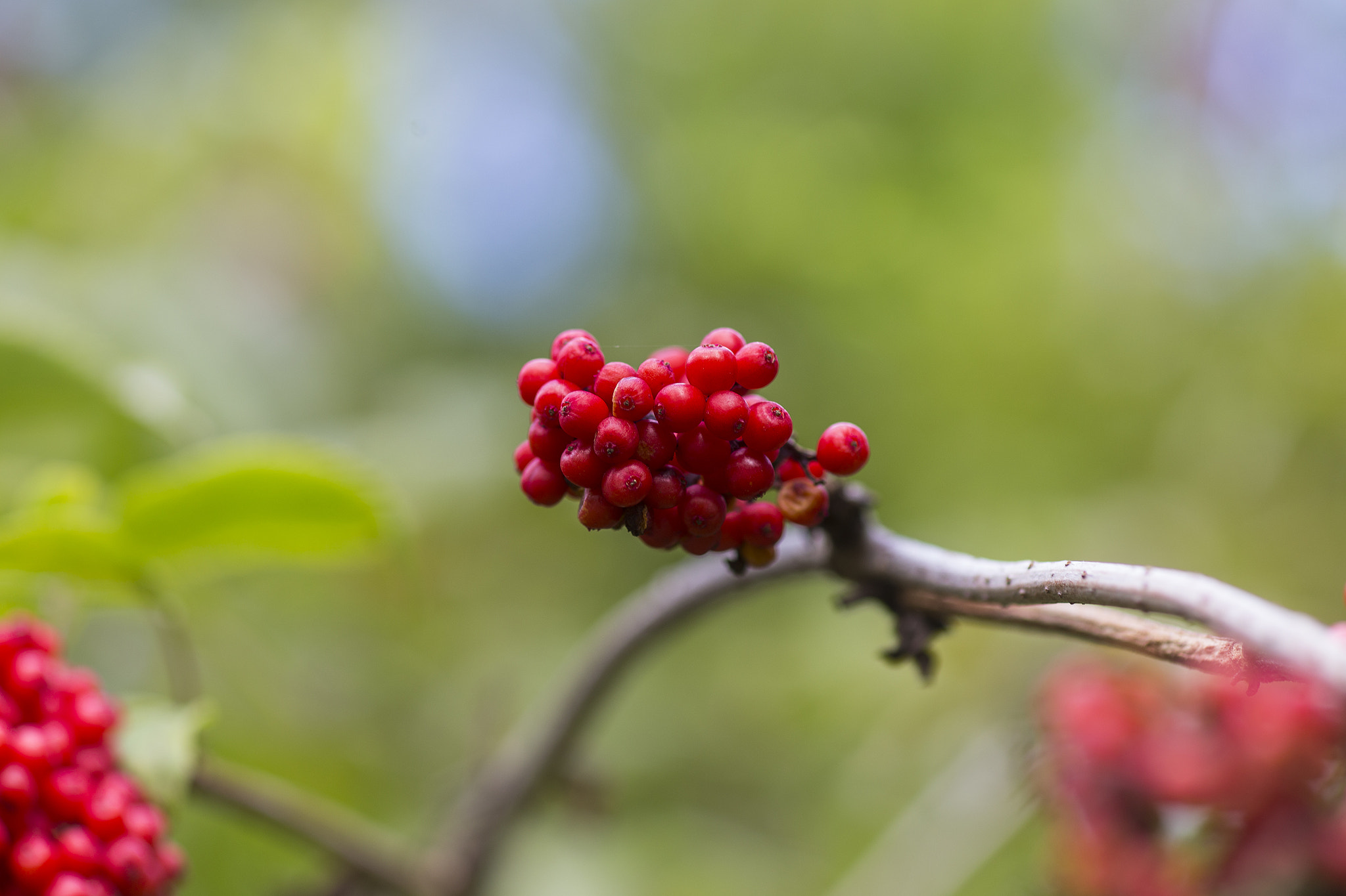 Canon EF 100mm F2.8 Macro USM sample photo. Rowan photography