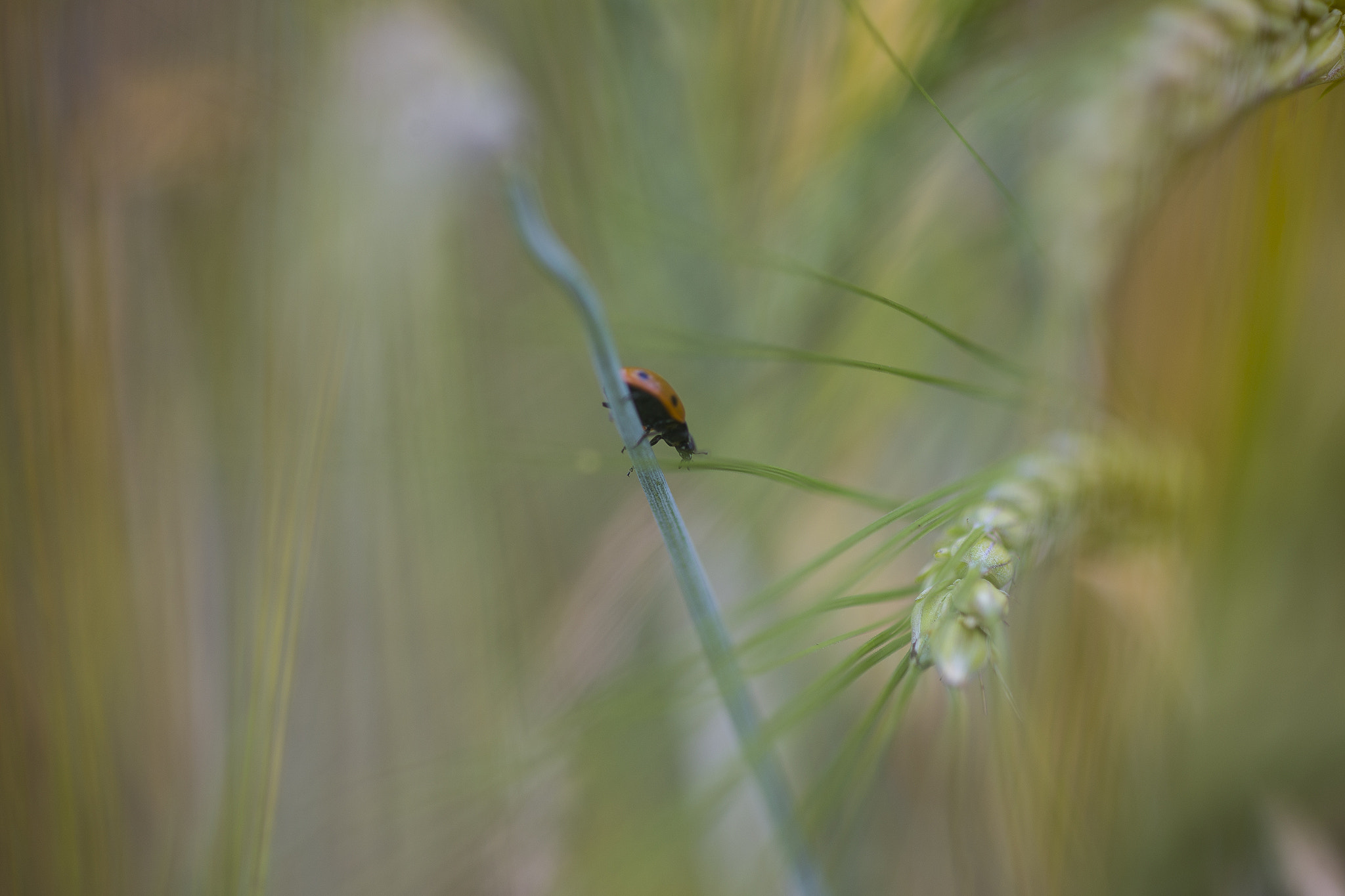 Canon EF 100mm F2.8 Macro USM sample photo. Ladybird photography