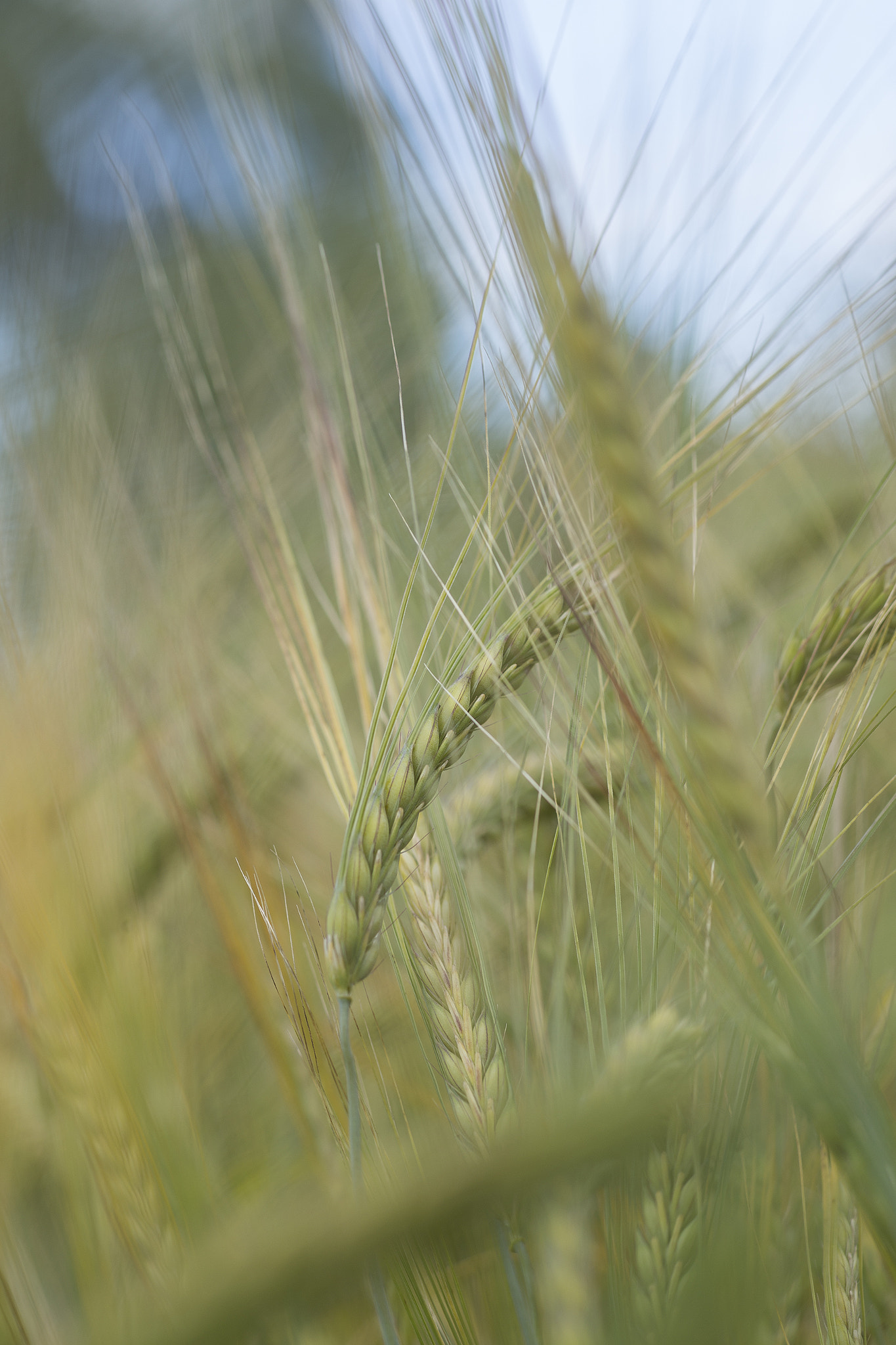 Canon EF 100mm F2.8 Macro USM sample photo. Corn photography