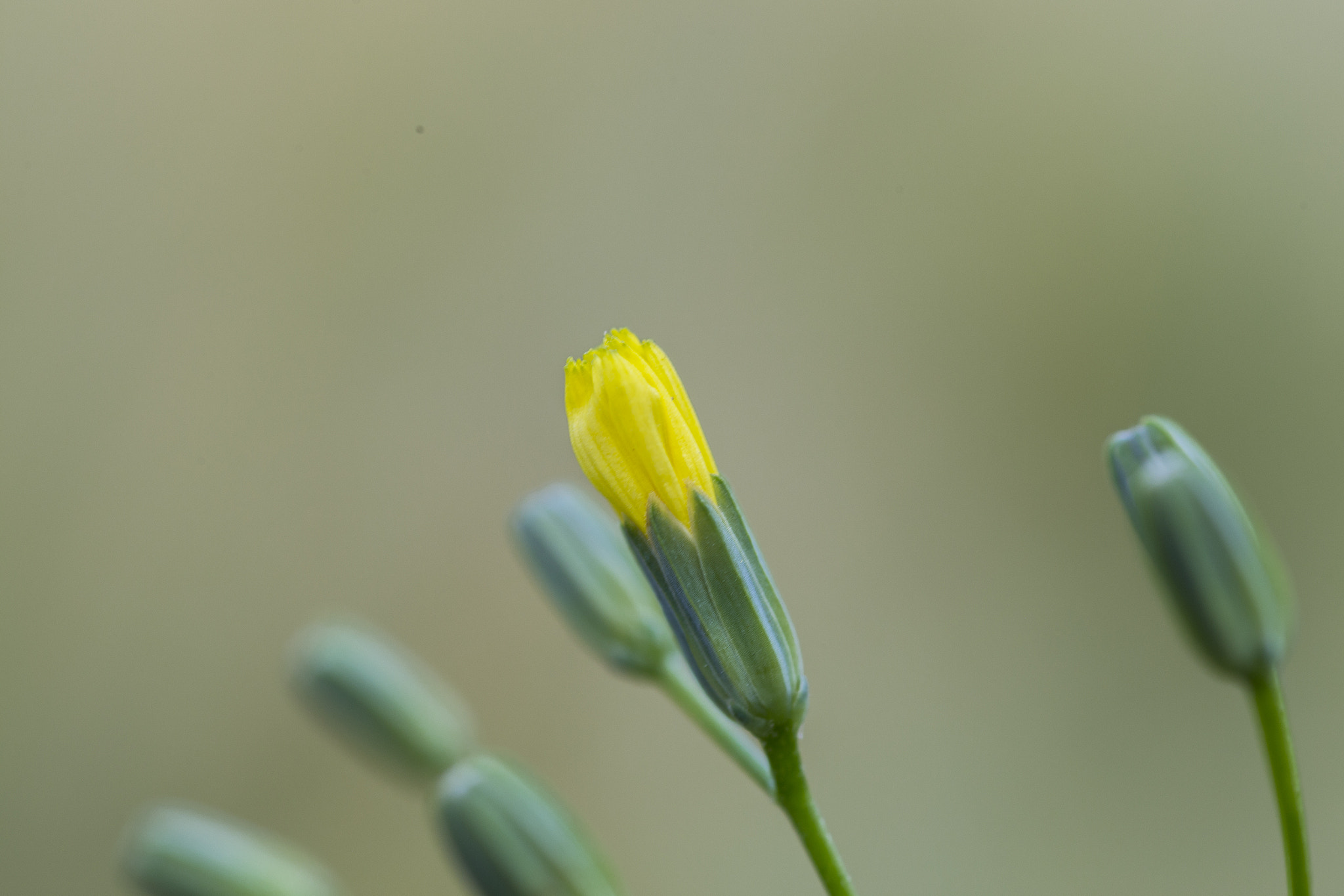 Canon EF 100mm F2.8 Macro USM sample photo. Wild summer flower photography