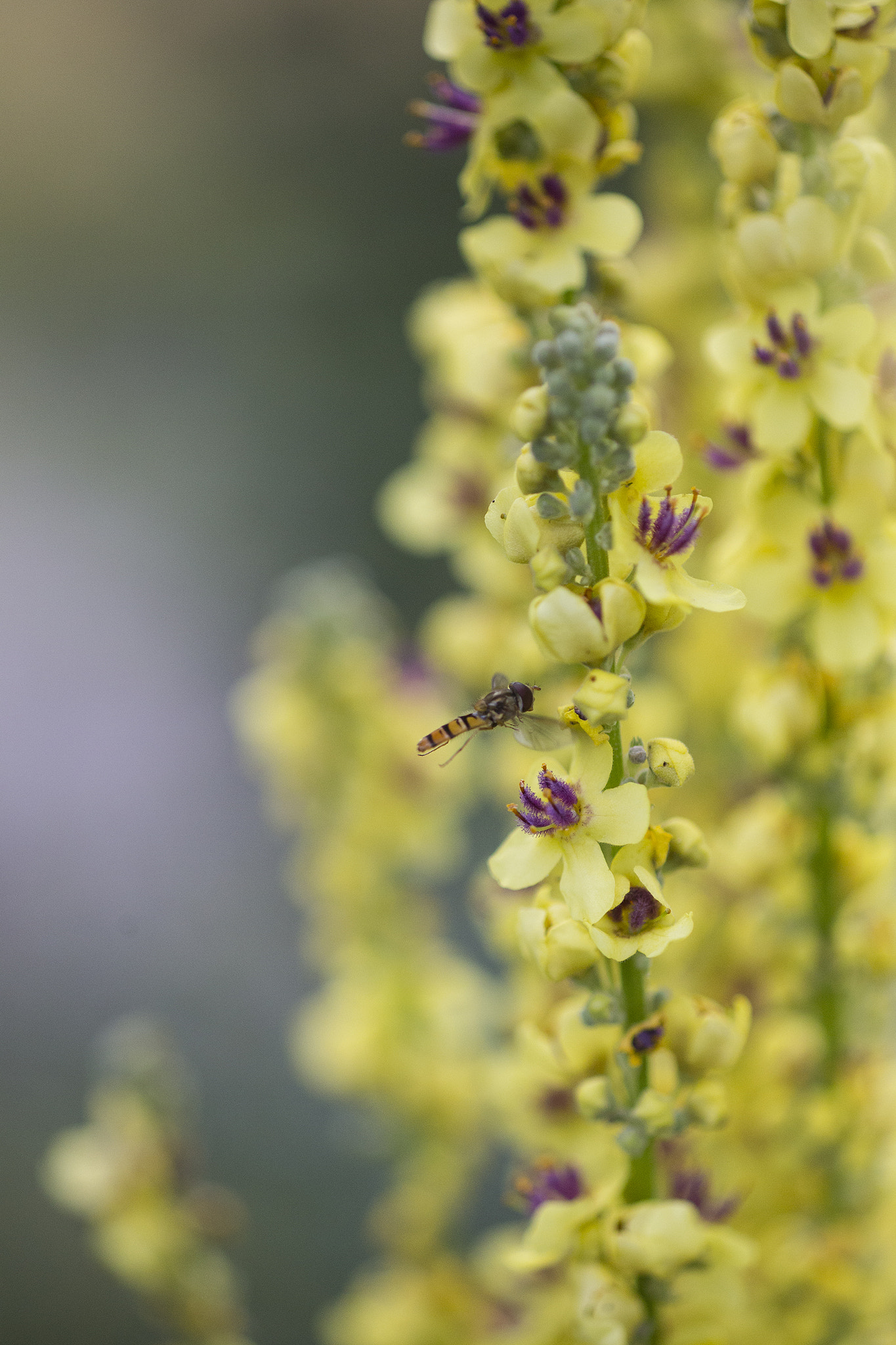 Canon EF 100mm F2.8 Macro USM sample photo. Wild summer flower macro photography