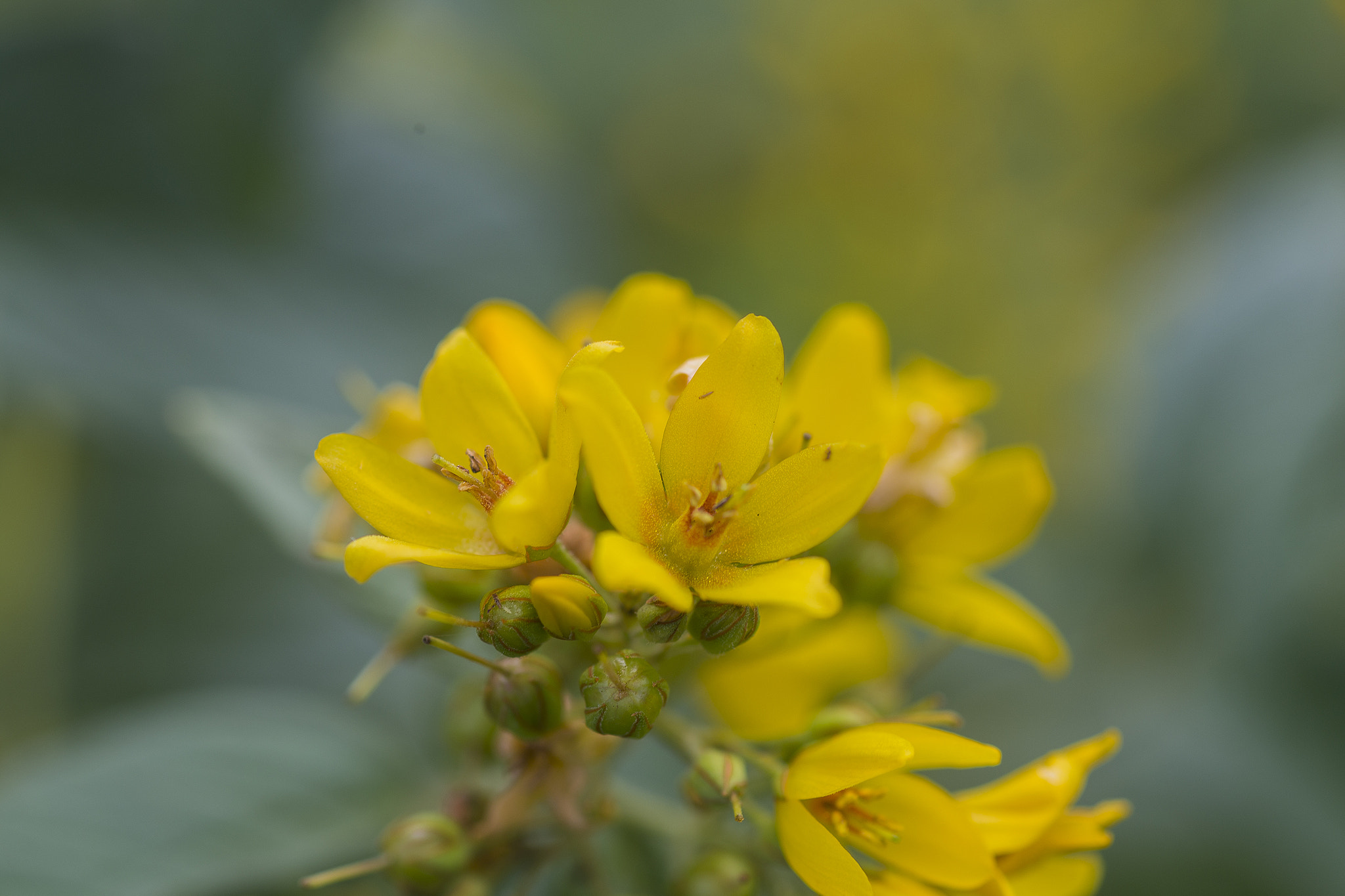 Canon EF 100mm F2.8 Macro USM sample photo. Wild summer flower photography