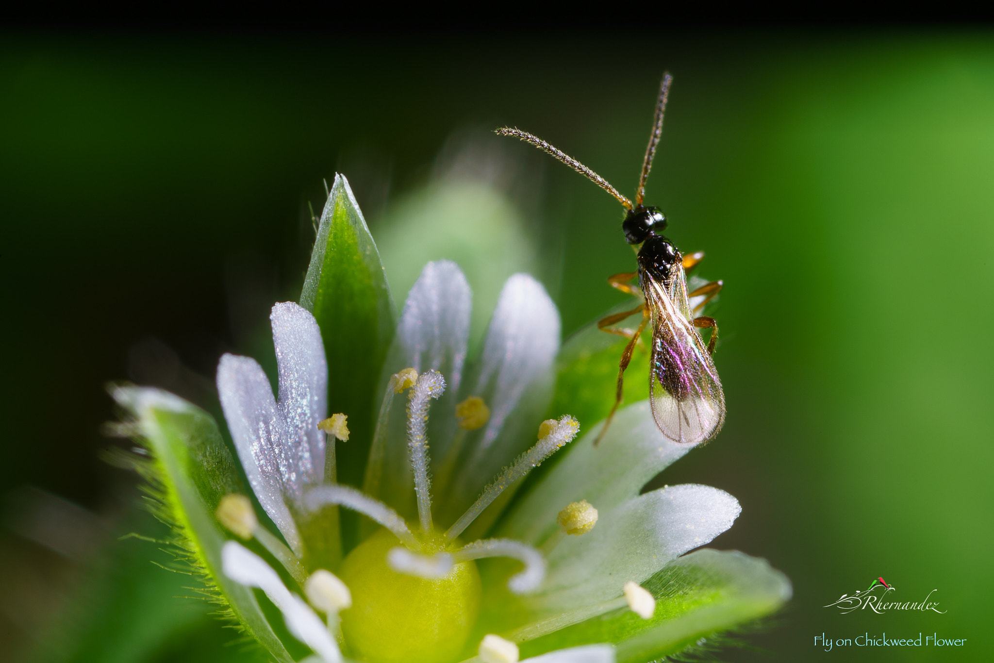 Canon MP-E 65mm F2.5 1-5x Macro Photo sample photo. Chickweed flower photography