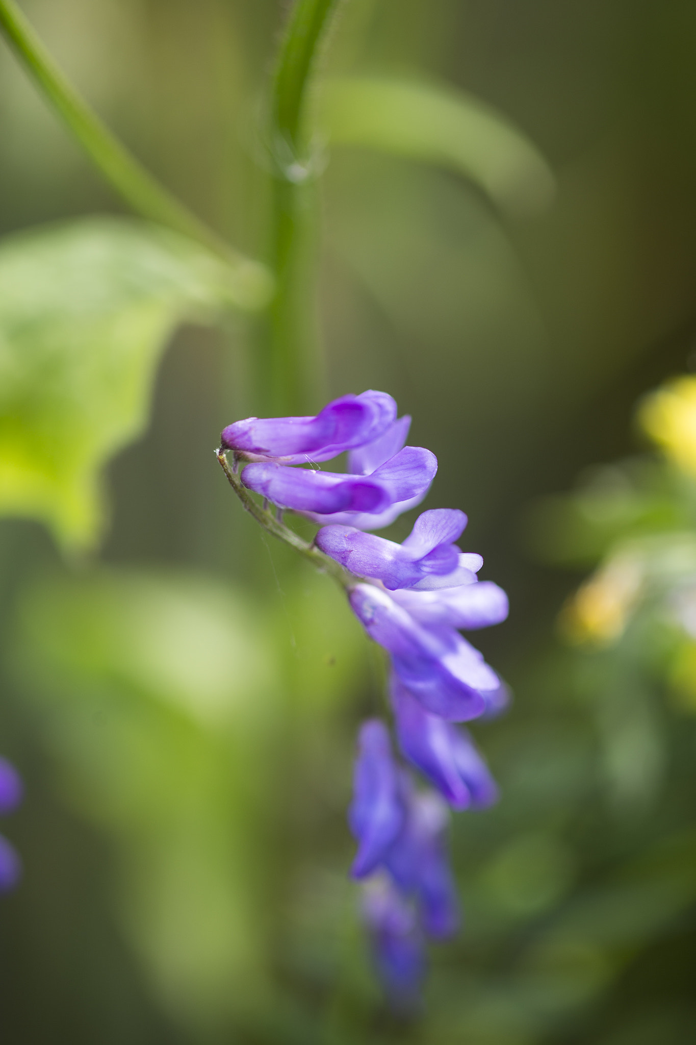Canon EF 100mm F2.8 Macro USM sample photo. Wild summer flower photography