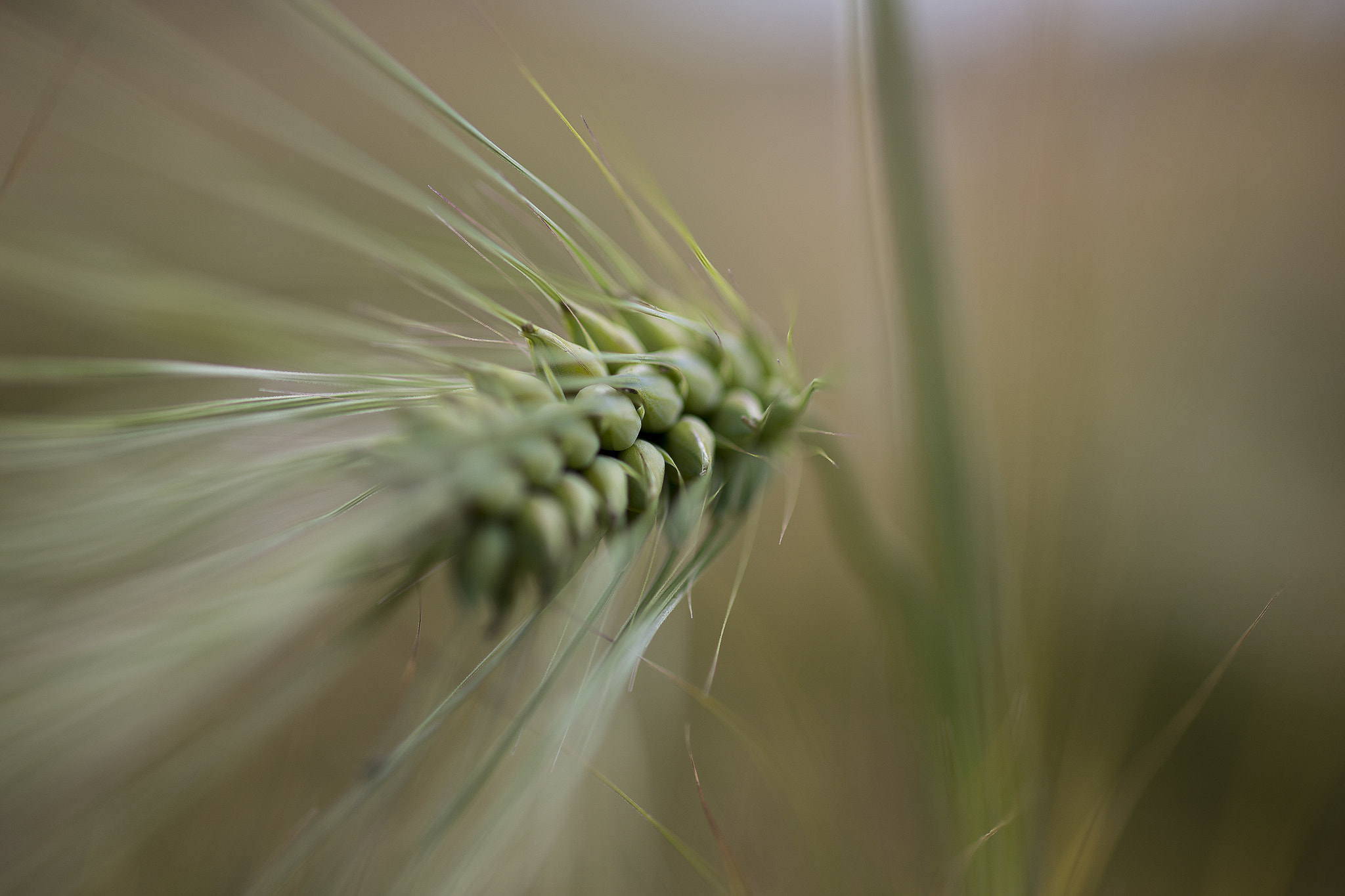 Canon EF 100mm F2.8 Macro USM sample photo. Corn photography