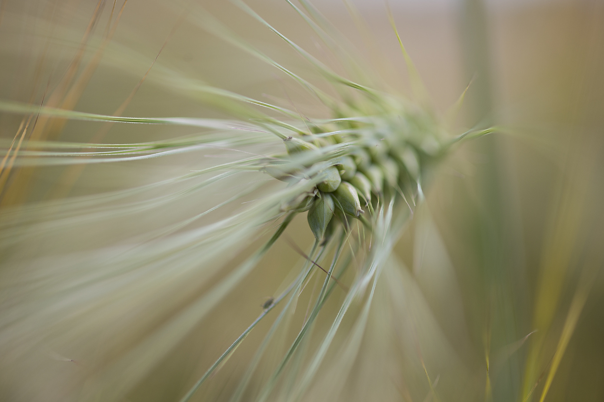 Canon EF 100mm F2.8 Macro USM sample photo. Corn photography