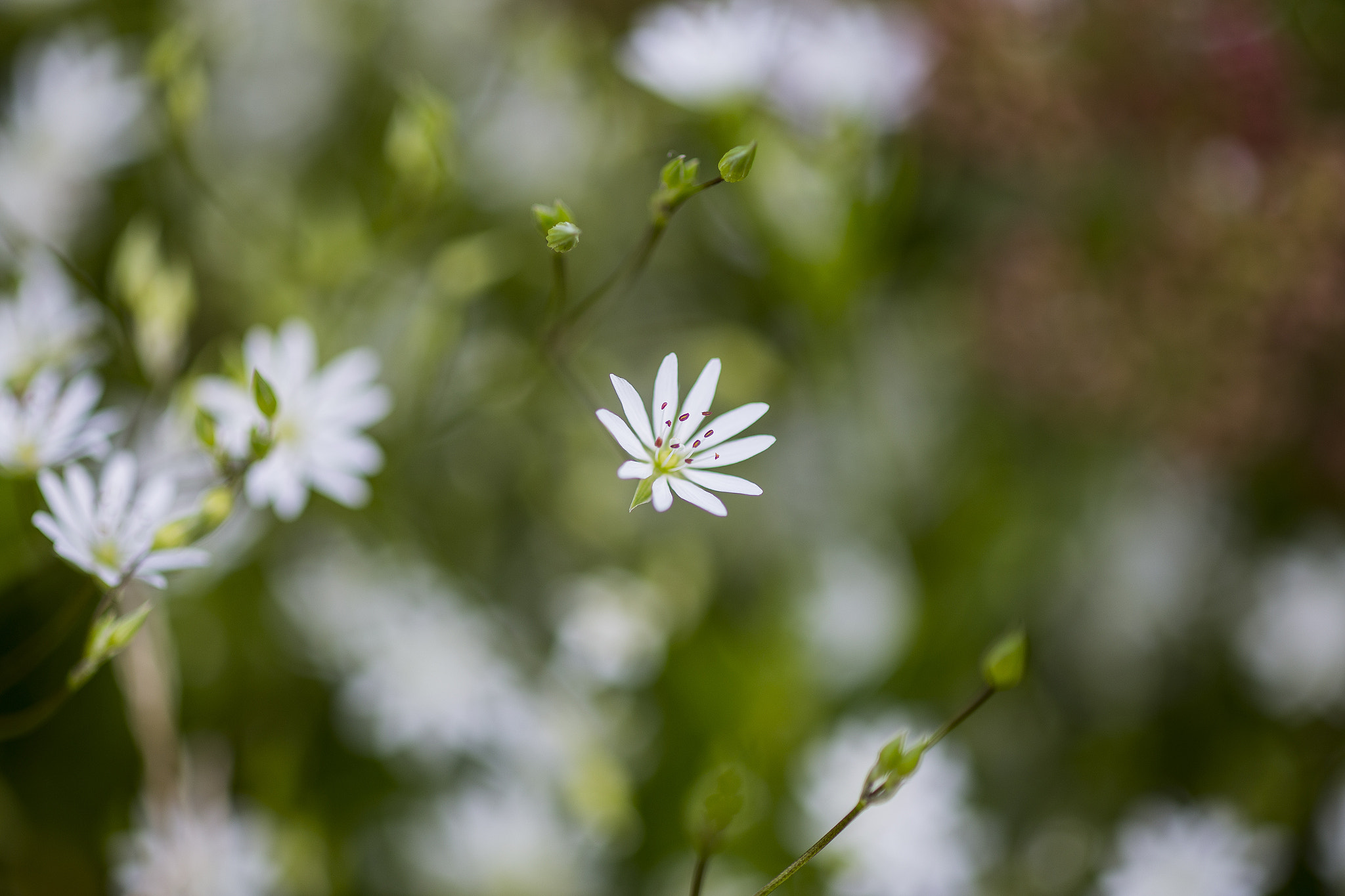 Canon EF 100mm F2.8 Macro USM sample photo. Wild flowers photography