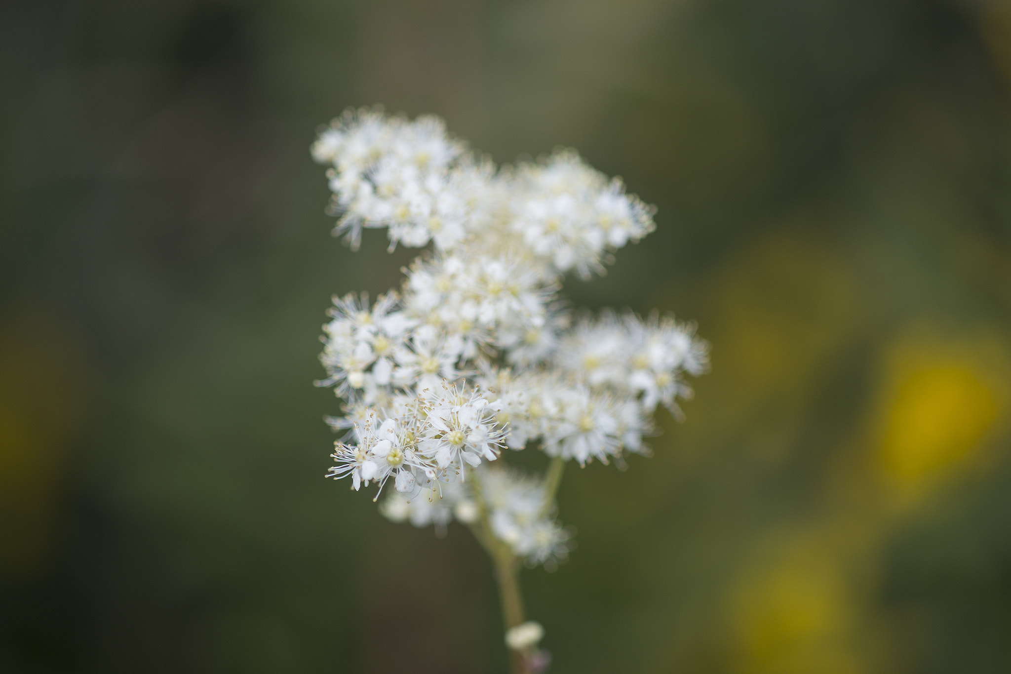 Canon EF 100mm F2.8 Macro USM sample photo. Wild flowers photography
