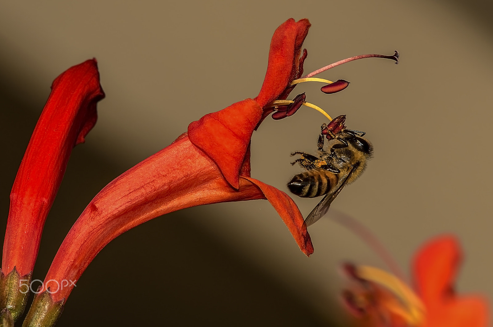 Olympus PEN E-PL7 sample photo. Bee on flower photography