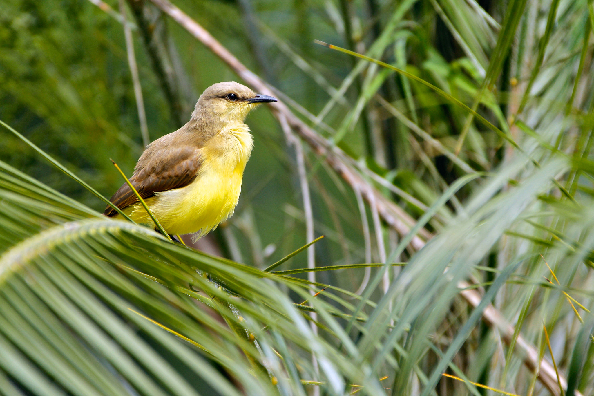Canon EF 28-300mm F3.5-5.6L IS USM sample photo. Caracas country club photography