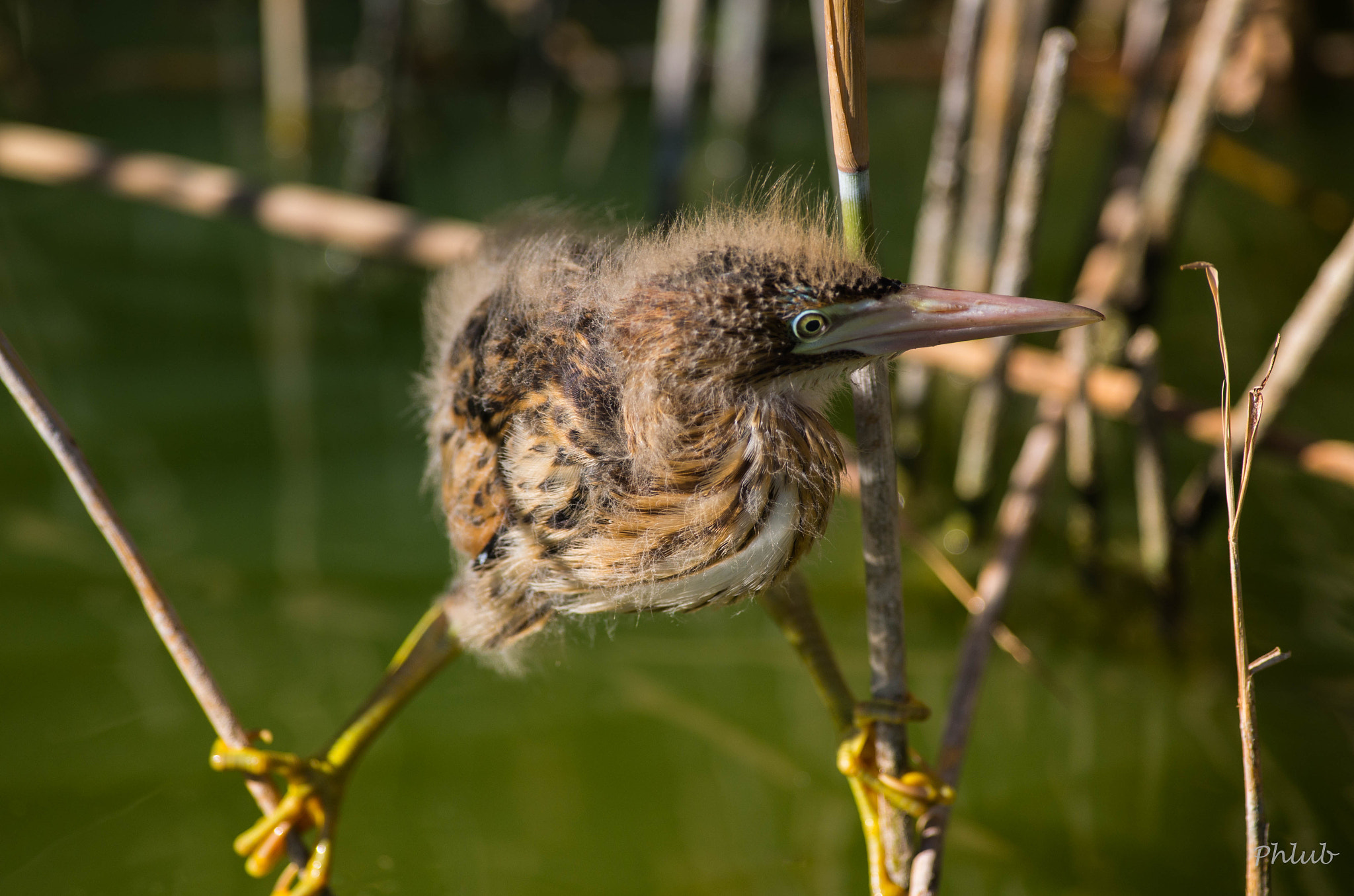 Pentax K-5 II sample photo. Le bébé butor étoilé photography