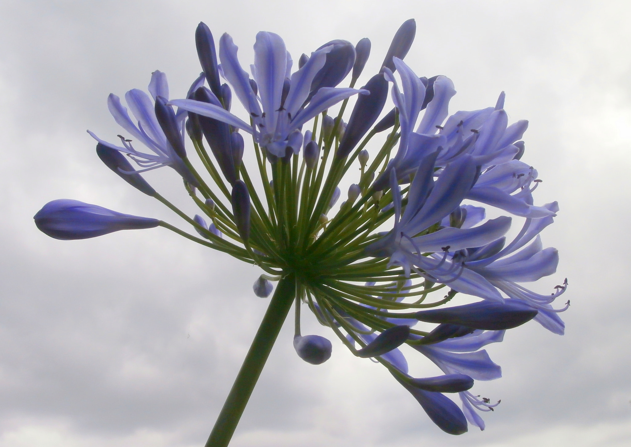 Olympus VR340,D750 sample photo. Agapanthus. photography