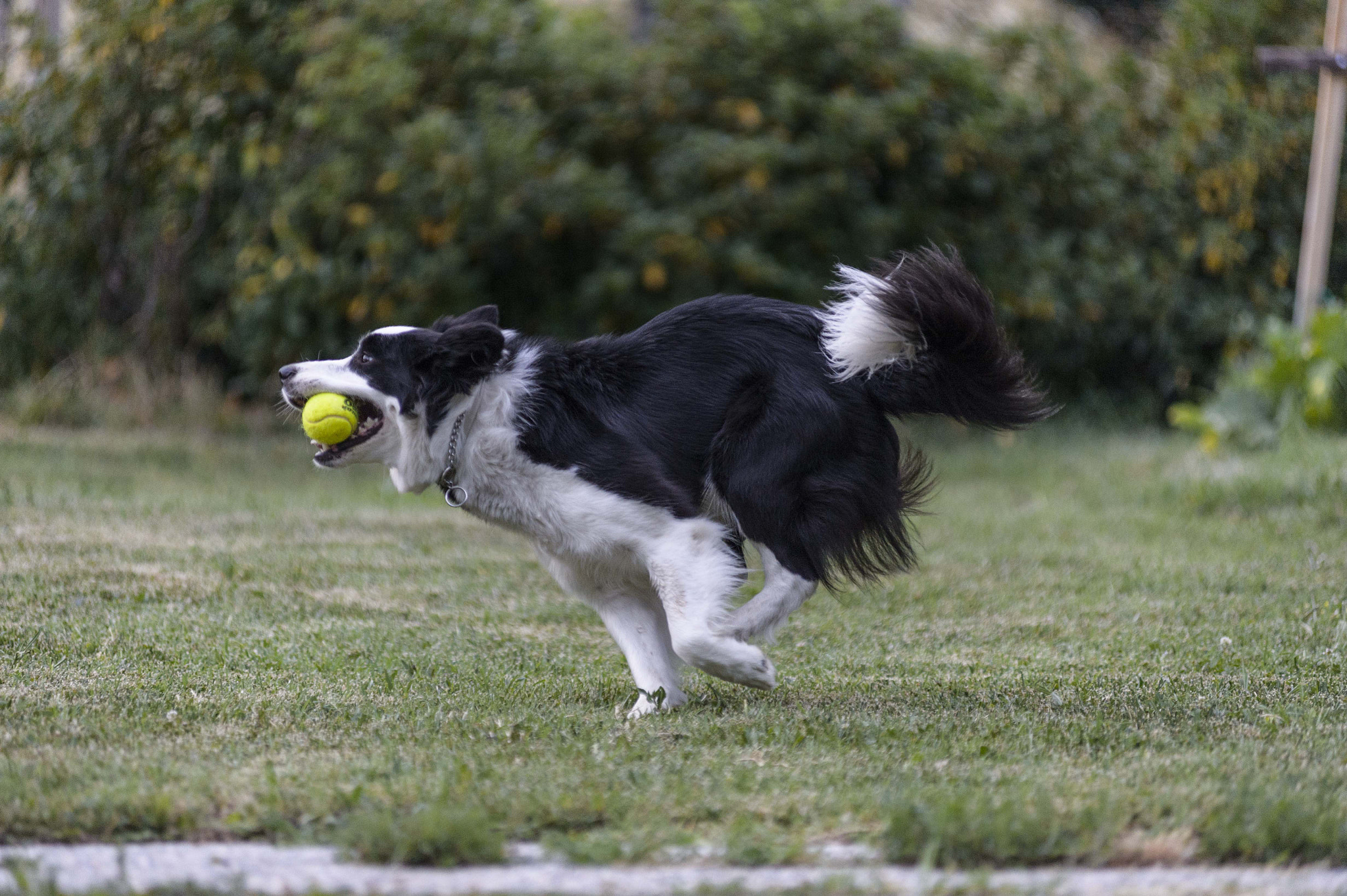 Nikon AF-Nikkor 80-200mm F2.8D ED sample photo. Francy 1 photography