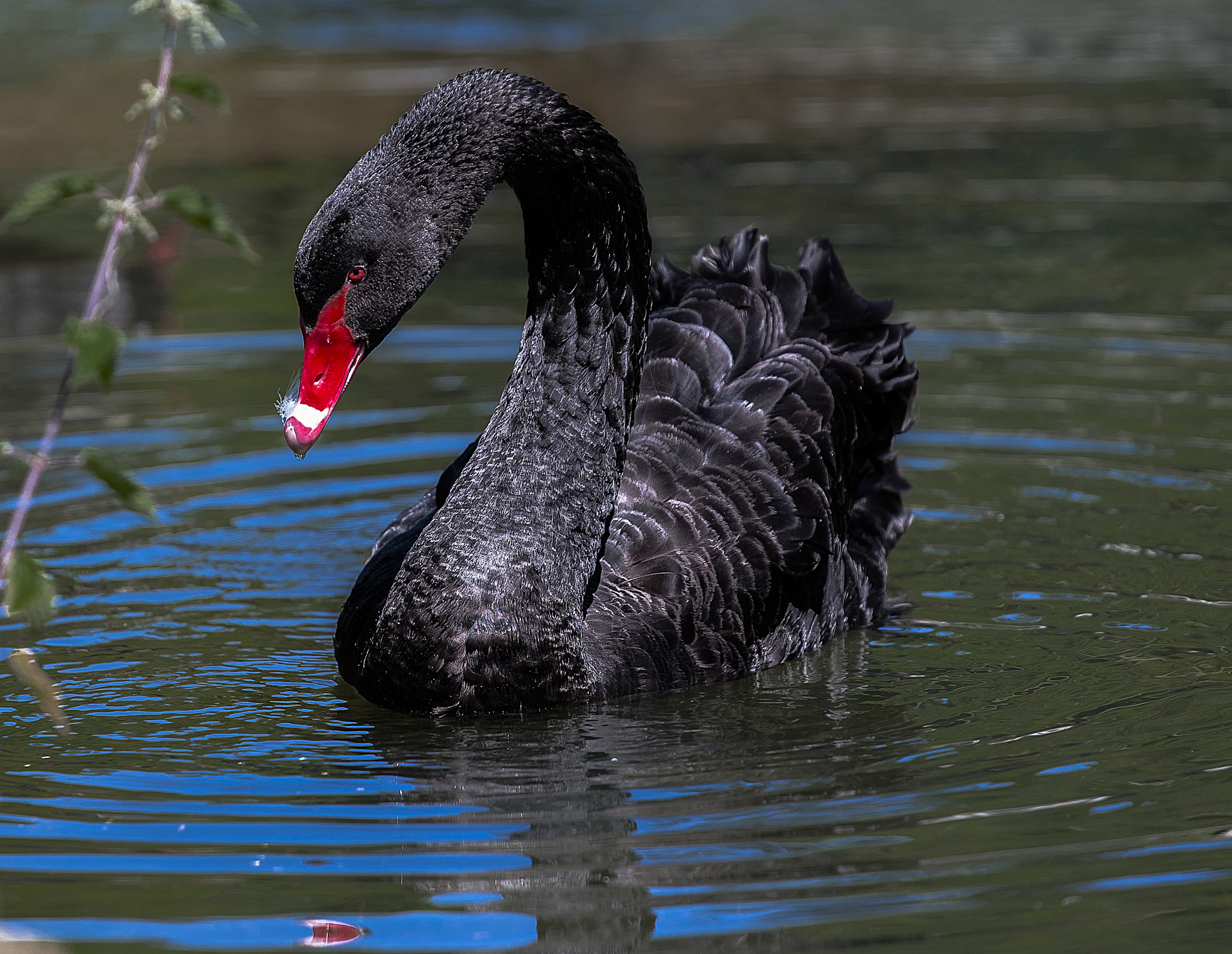 Canon EOS-1Ds Mark II + Canon EF 70-200mm F4L USM sample photo. Black swan photography